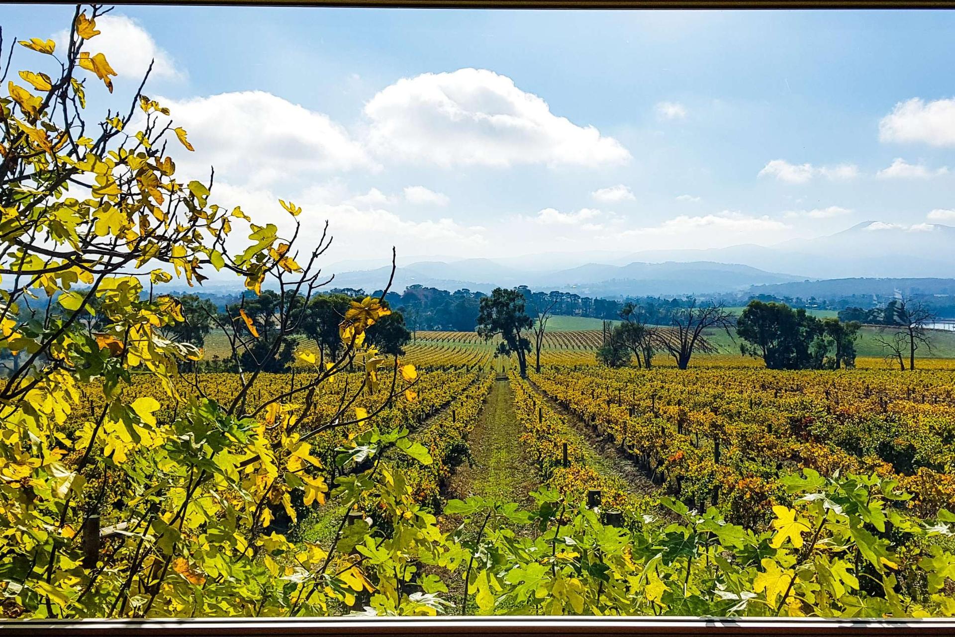 Yarra Valley Epic Wine Guided Tour from Melbourne - Thumbnail 6
