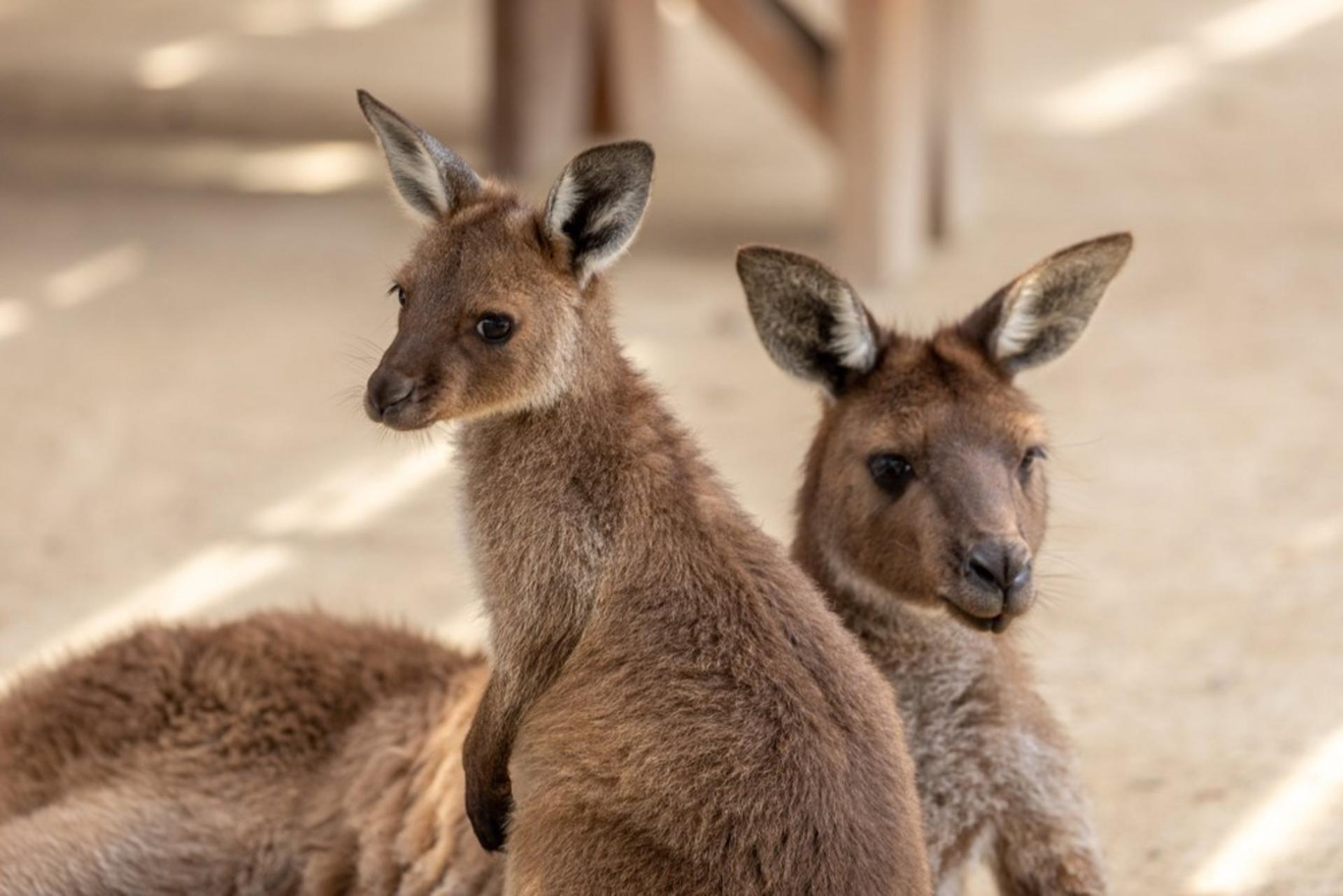 Blue Mountains Zoo, Koala, Leura & Scenic World Mandarin Tour - Thumbnail 5