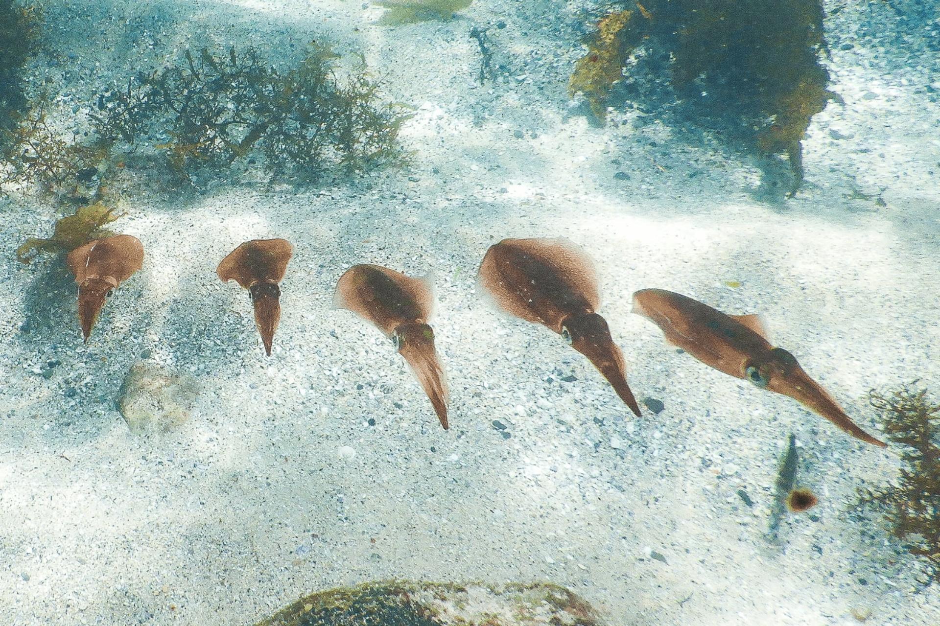 Family Snorkeling Tour with Private Guide In Sydney - Thumbnail 9