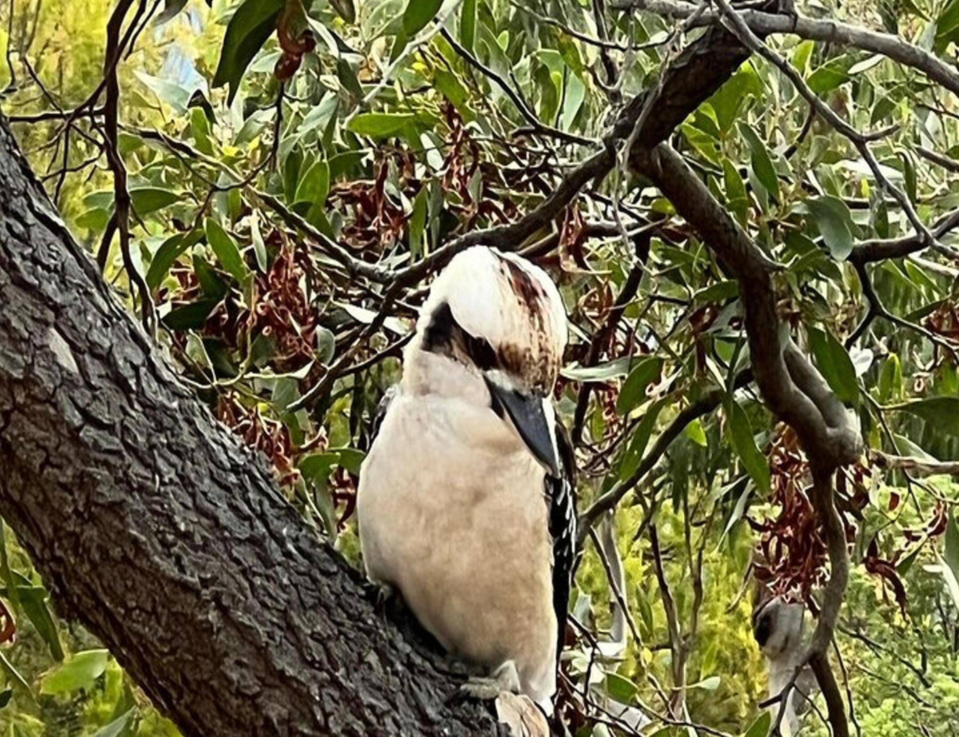 Melbourne Puffing Billy & Penguin Parade Private Tour - Thumbnail 2