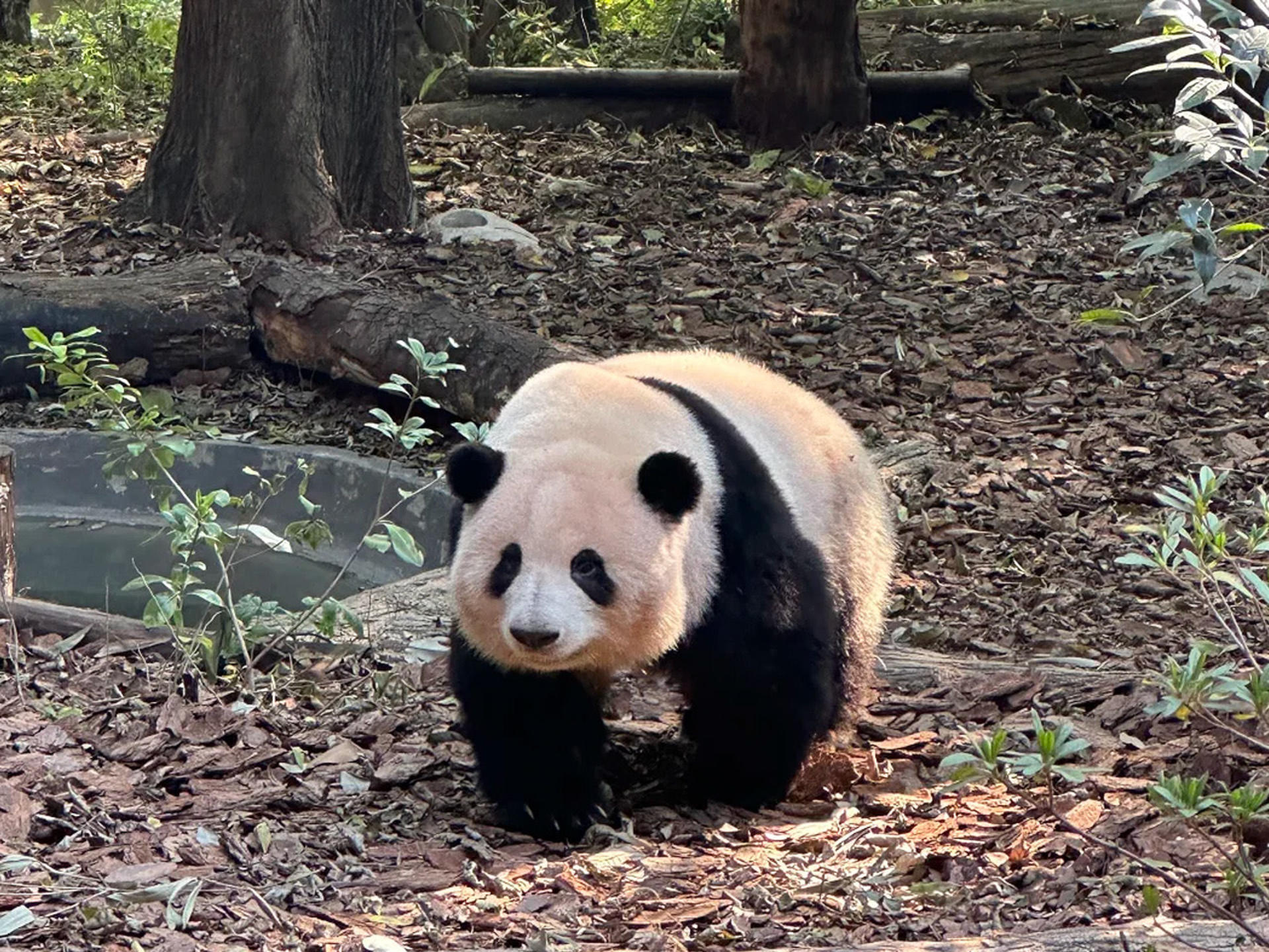 One-day tour to Chengdu Panda Base + Sanxingdui Museum - Image 1