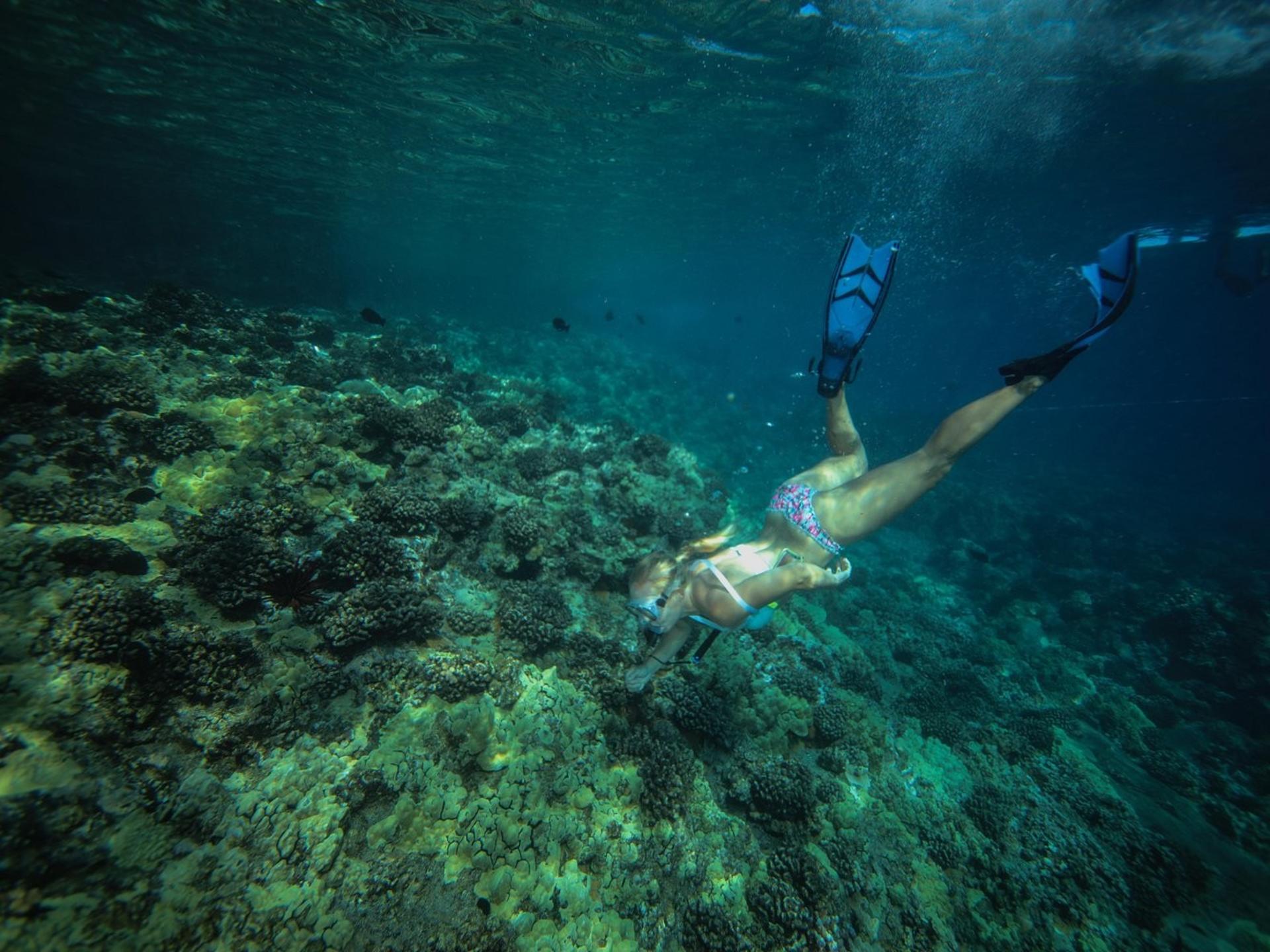 Molokini & Turtle Town Snorkel Adventure Aboard Calypso Catamaran - Thumbnail 10