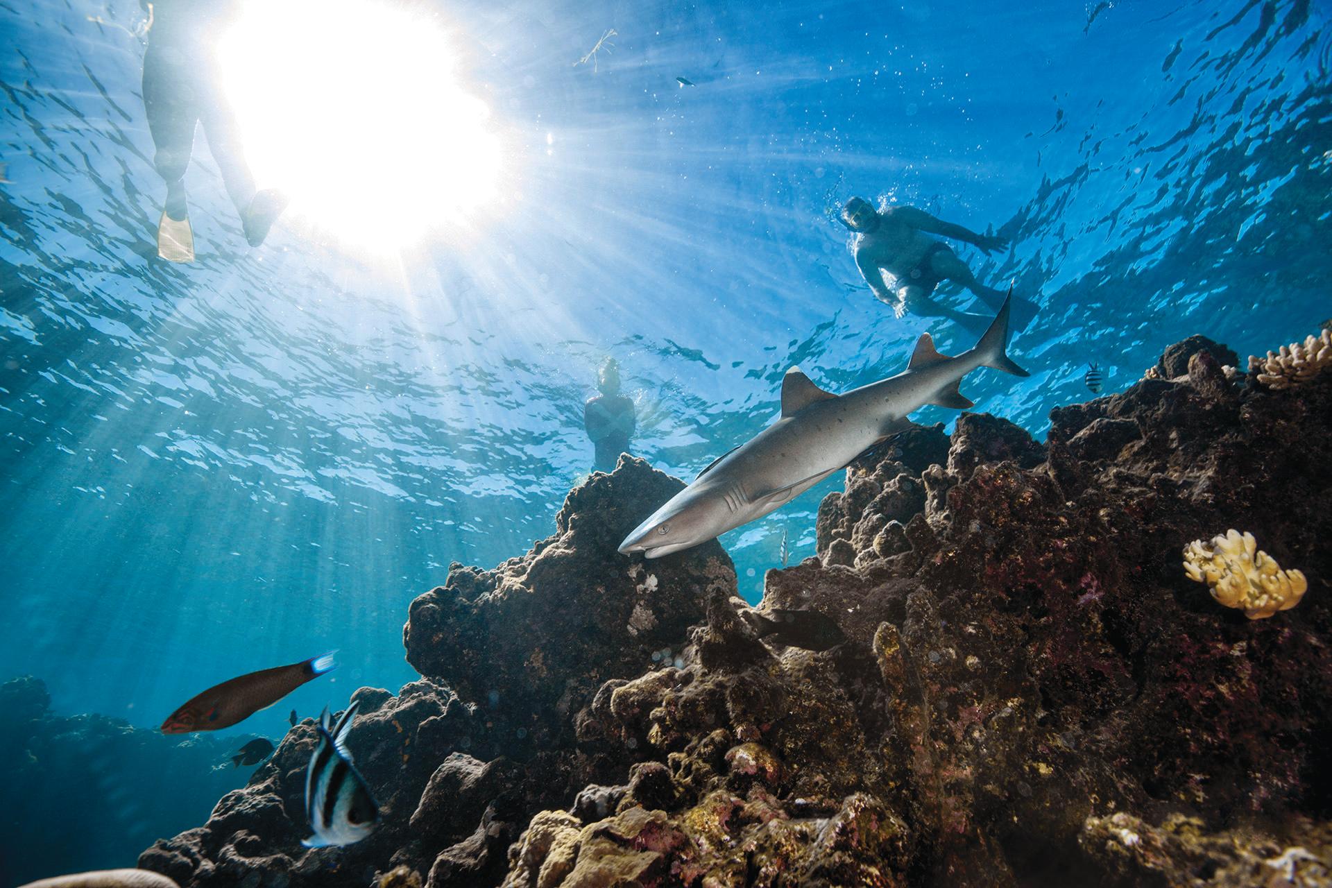 Ultimate Encounter Snorkel with Sharks in Fiji - Thumbnail 3