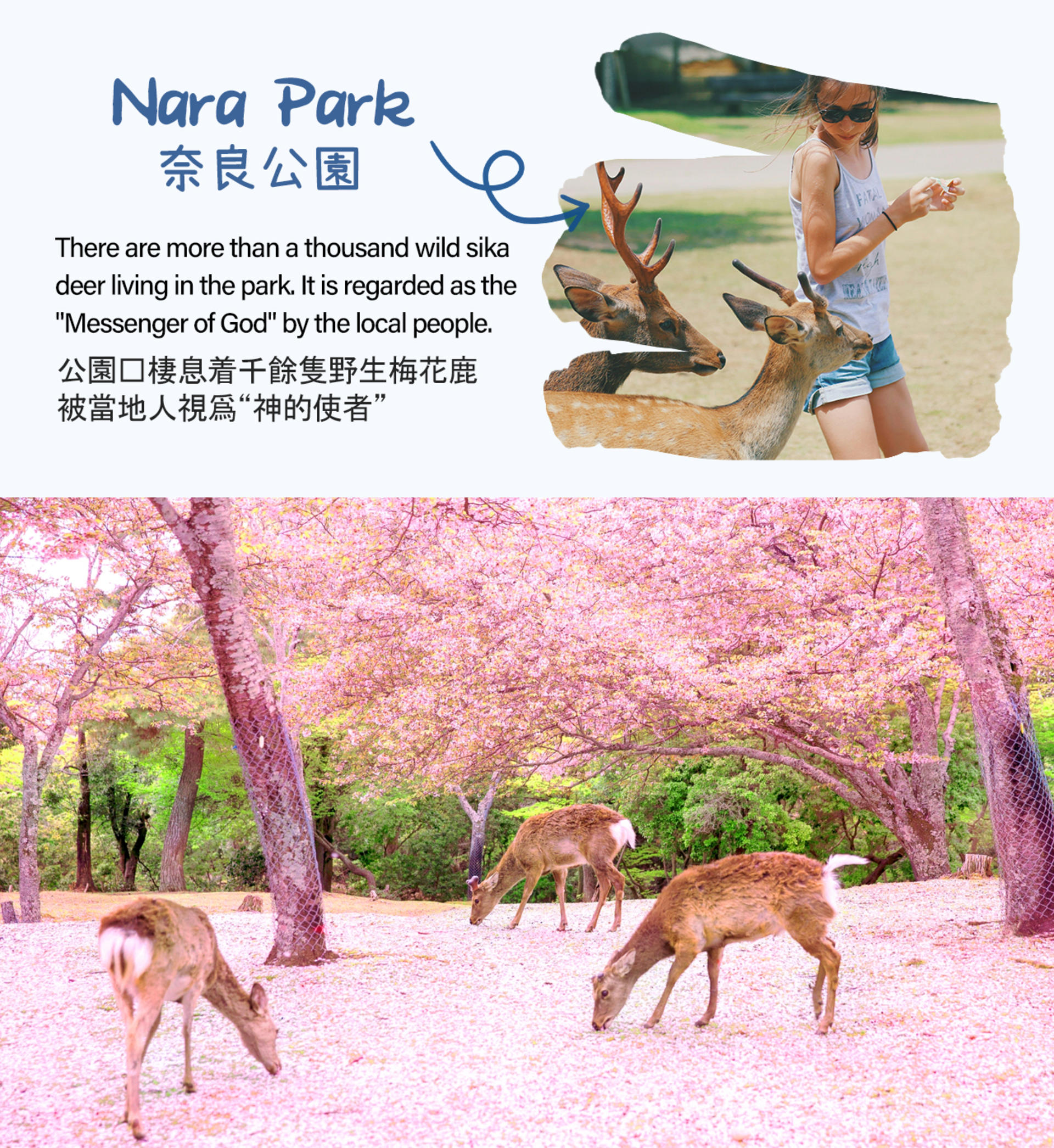 Kyoto Nara Arashiyama Day Trip | Nara Park Deer Feeding & Fushimi Inari Shrine's Thousand Torii Gates & Arashiyama Scenic Railway & Bamboo Forest Path | Kyoto or Osaka Drop-off - Thumbnail 3