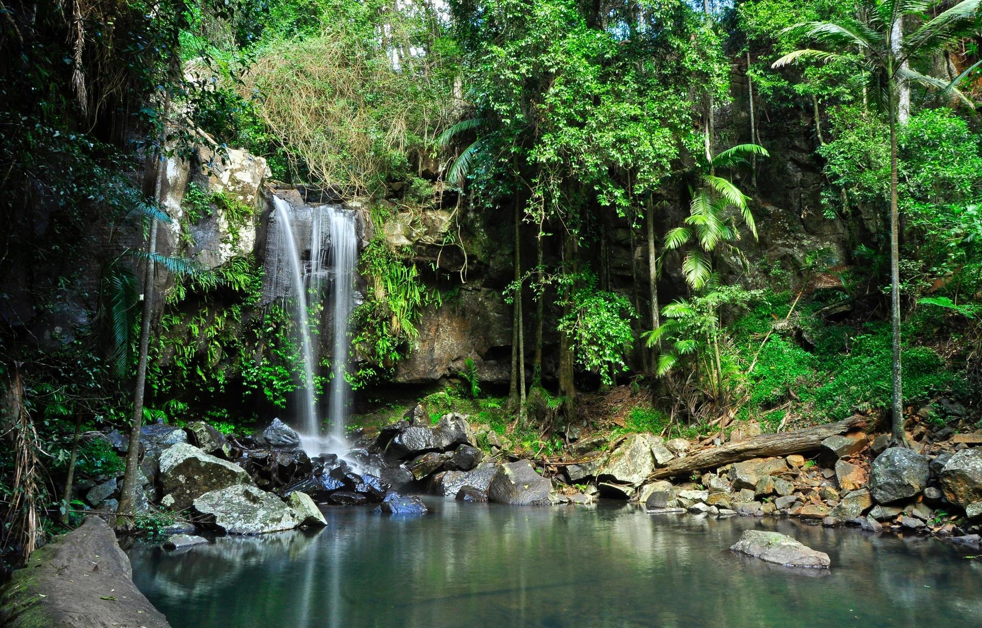 Gold Coast Tamborine National Park Half-Day Tour - Thumbnail 6