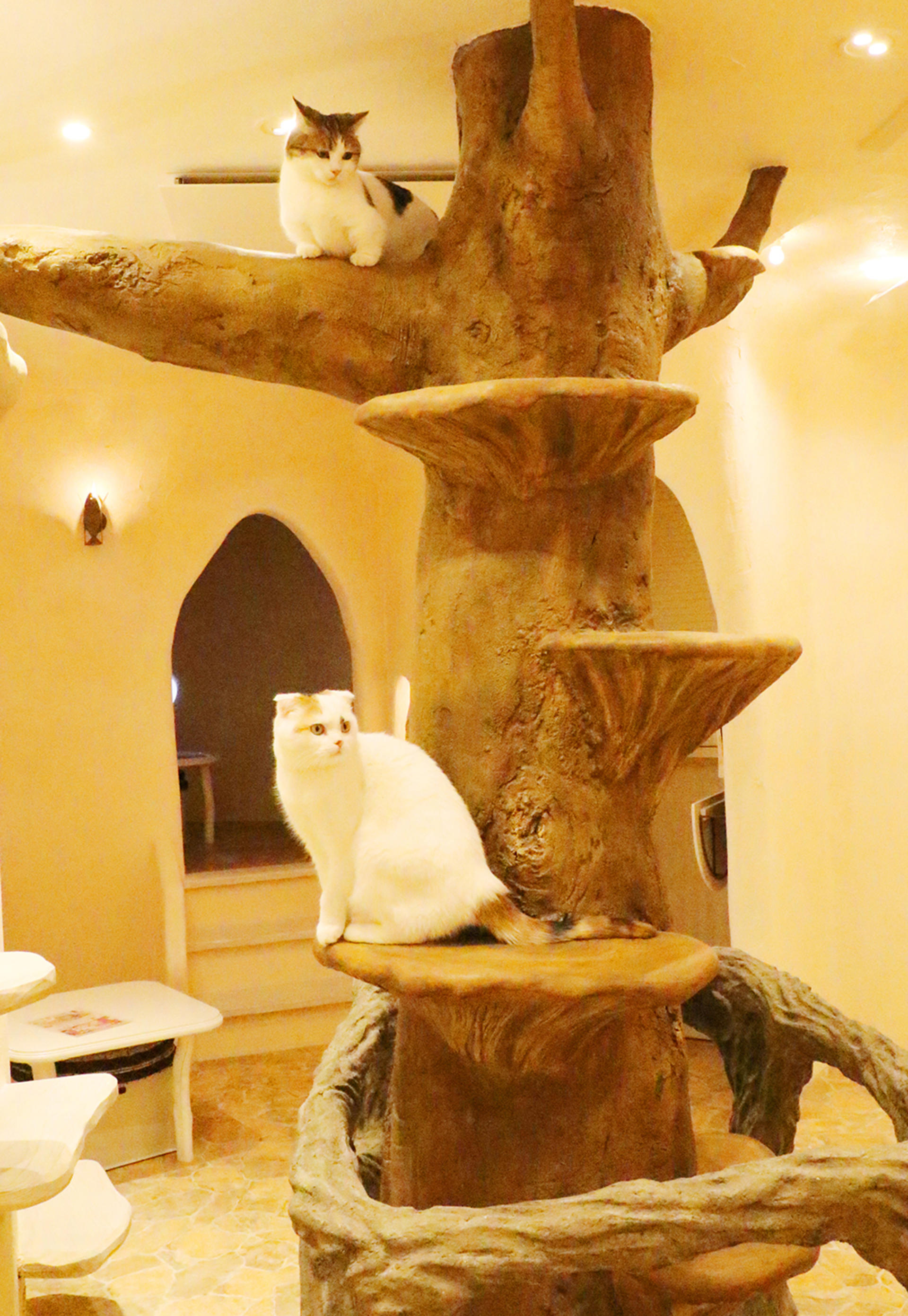 Tokyo Cat Cafe in Kichijoji – Castle Themed - Thumbnail 4