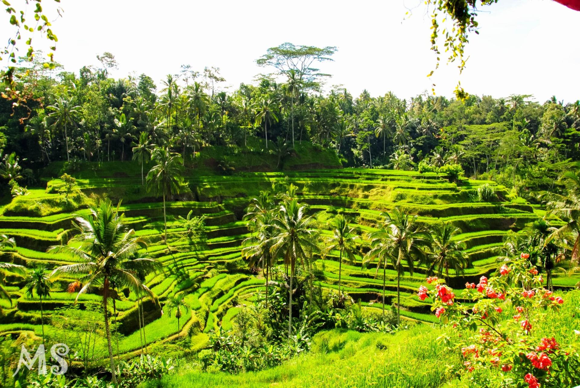 Uluwatu and Ubud Private Trip with Korean Speaking Driver - Thumbnail 3