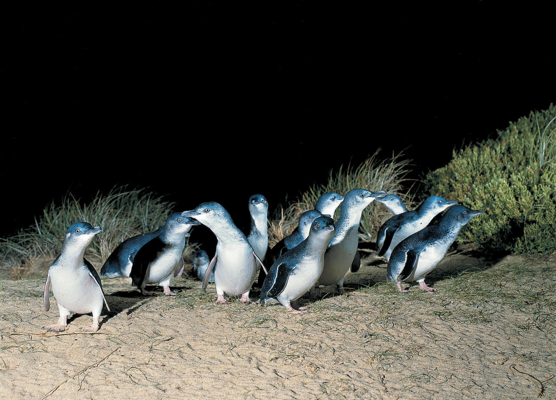 Melbourne Phillip Island Full-Day Guided Tour with Penguin Parade - Thumbnail 2