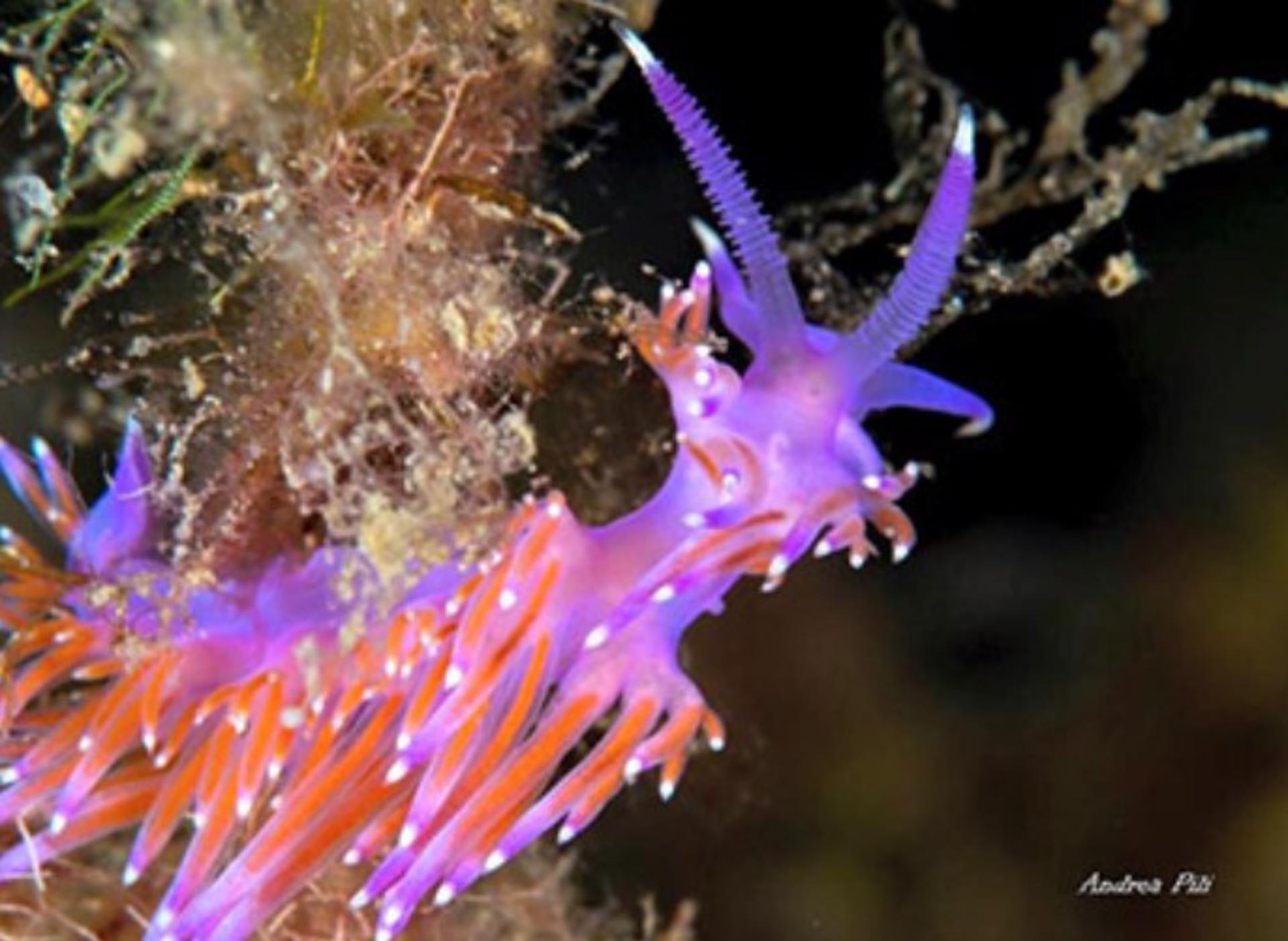 Dive into New Horizons: Villasimius Scuba Course with PADI 5* Center - Thumbnail 3
