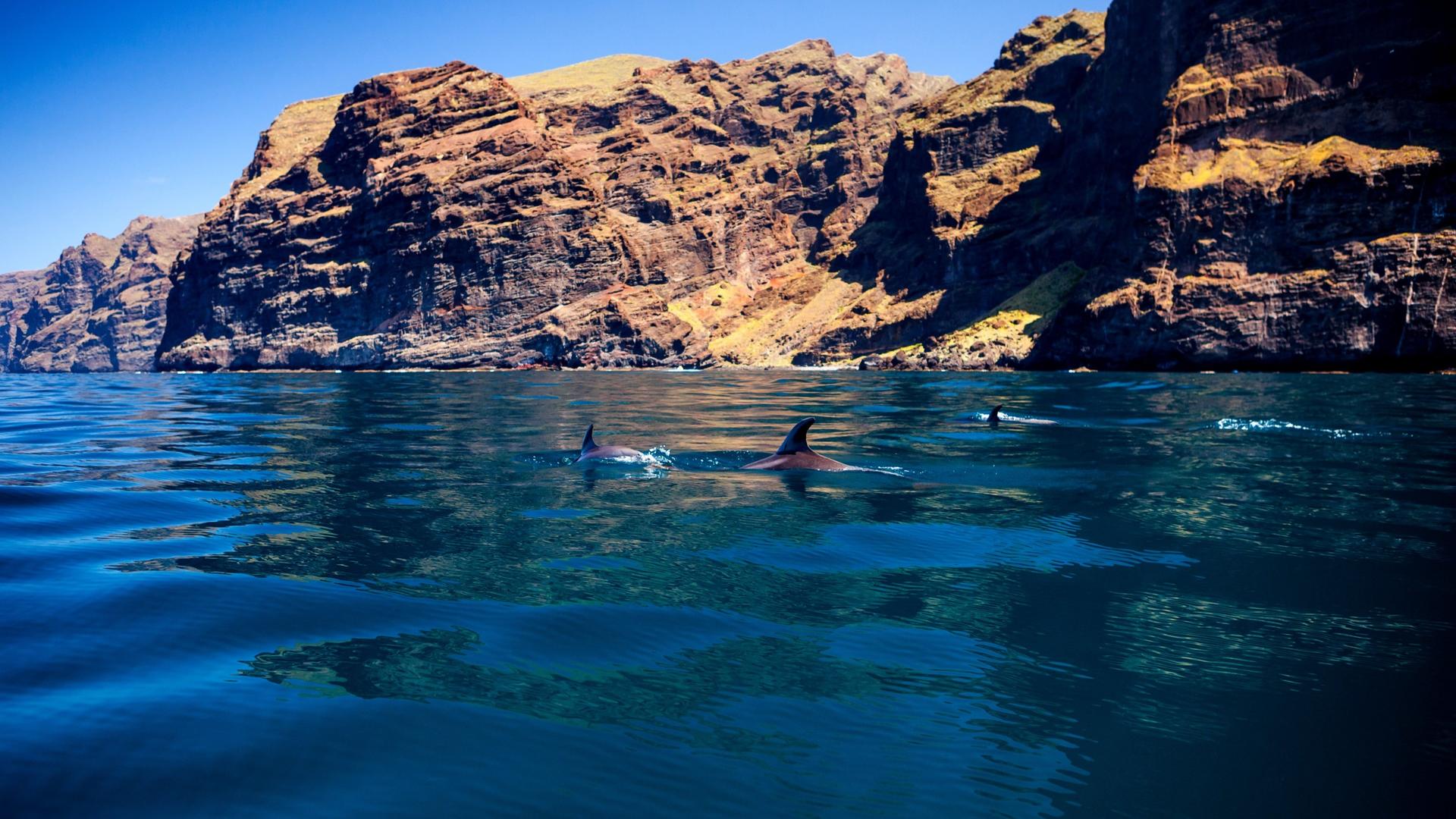 Whale and dolphin watching catamaran experience in Costa Adeje - Thumbnail 7