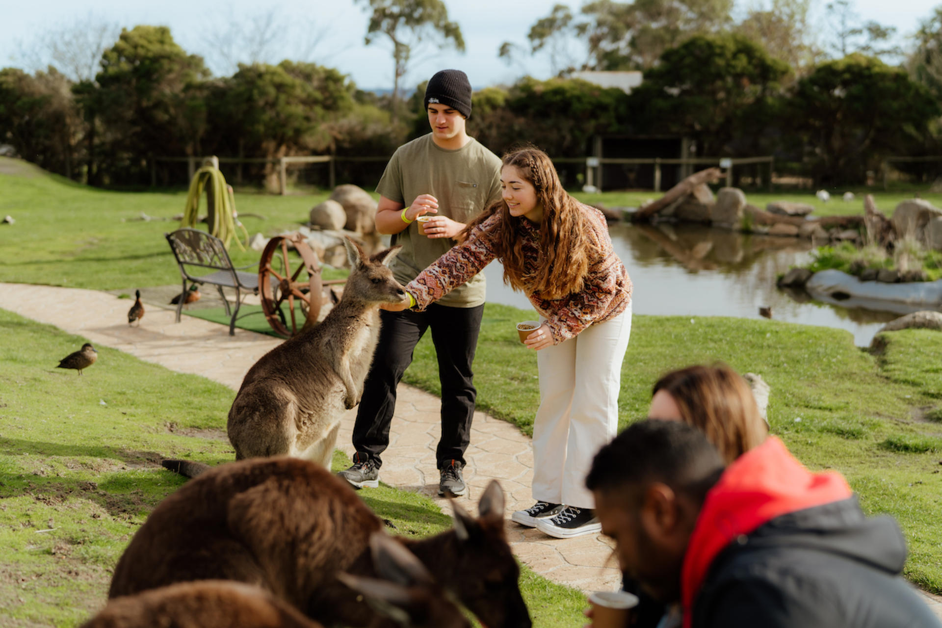 Puffing Billy Train & Penguin Parade Tour with Wildlife Encounters - Thumbnail 6