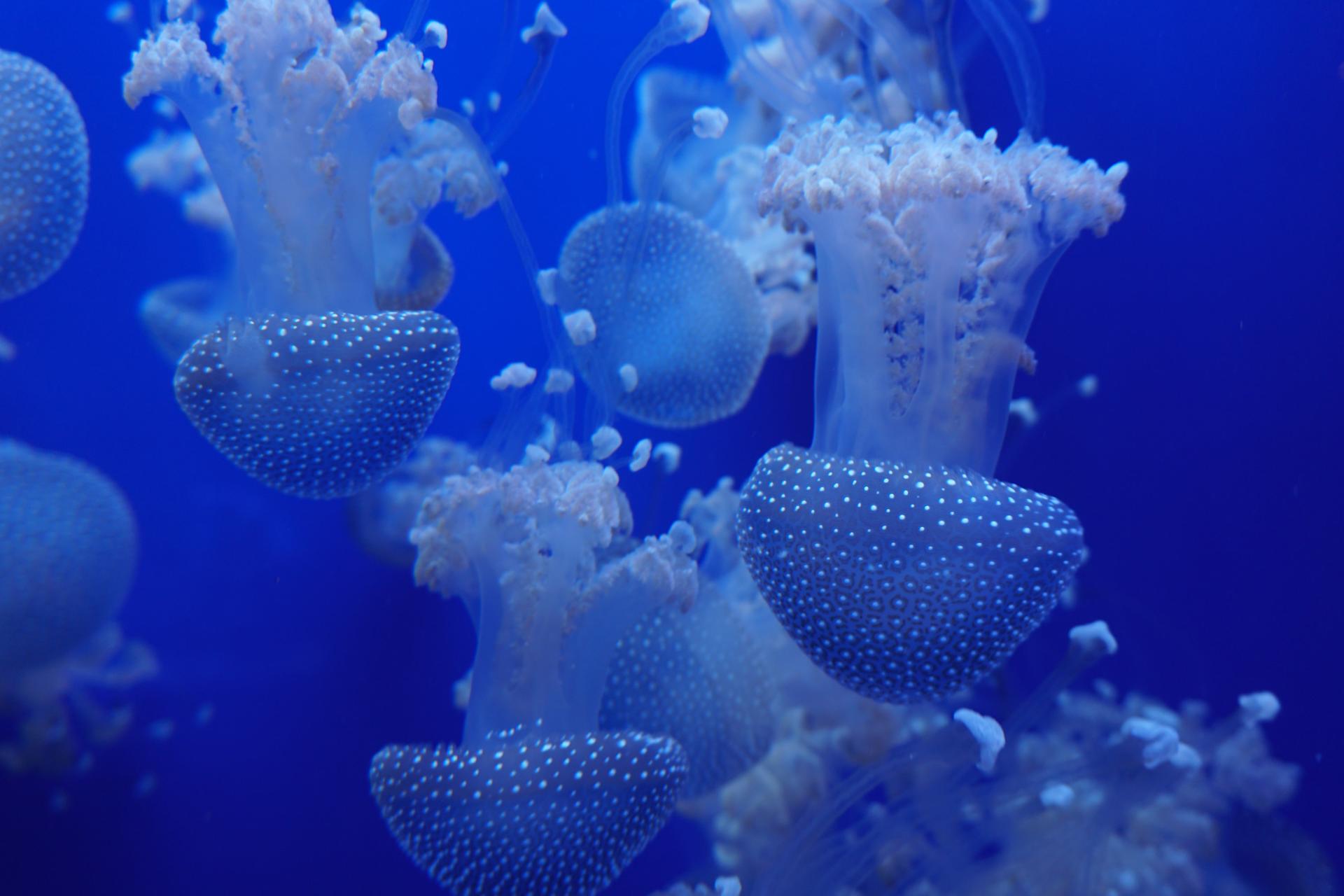 Seville Aquarium Ticket in Spain - Thumbnail 6