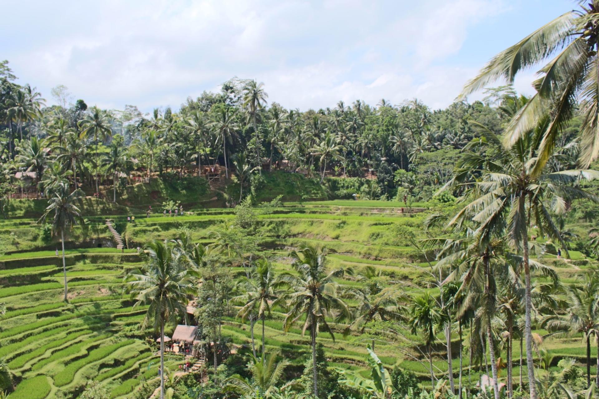 Ubud Monkey Forest and Tegalalang Private Trip - Thumbnail 2