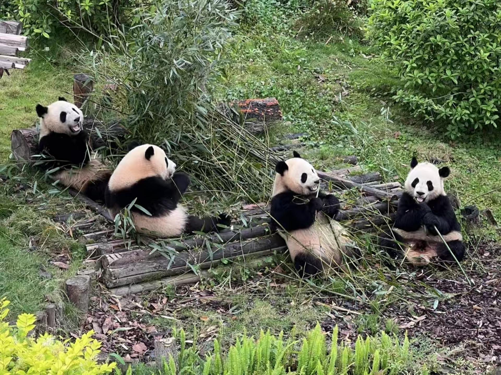 One-Day Tour to Chengdu Research Base of Giant Panda Breeding and Sanxingdui Museum - Image 1