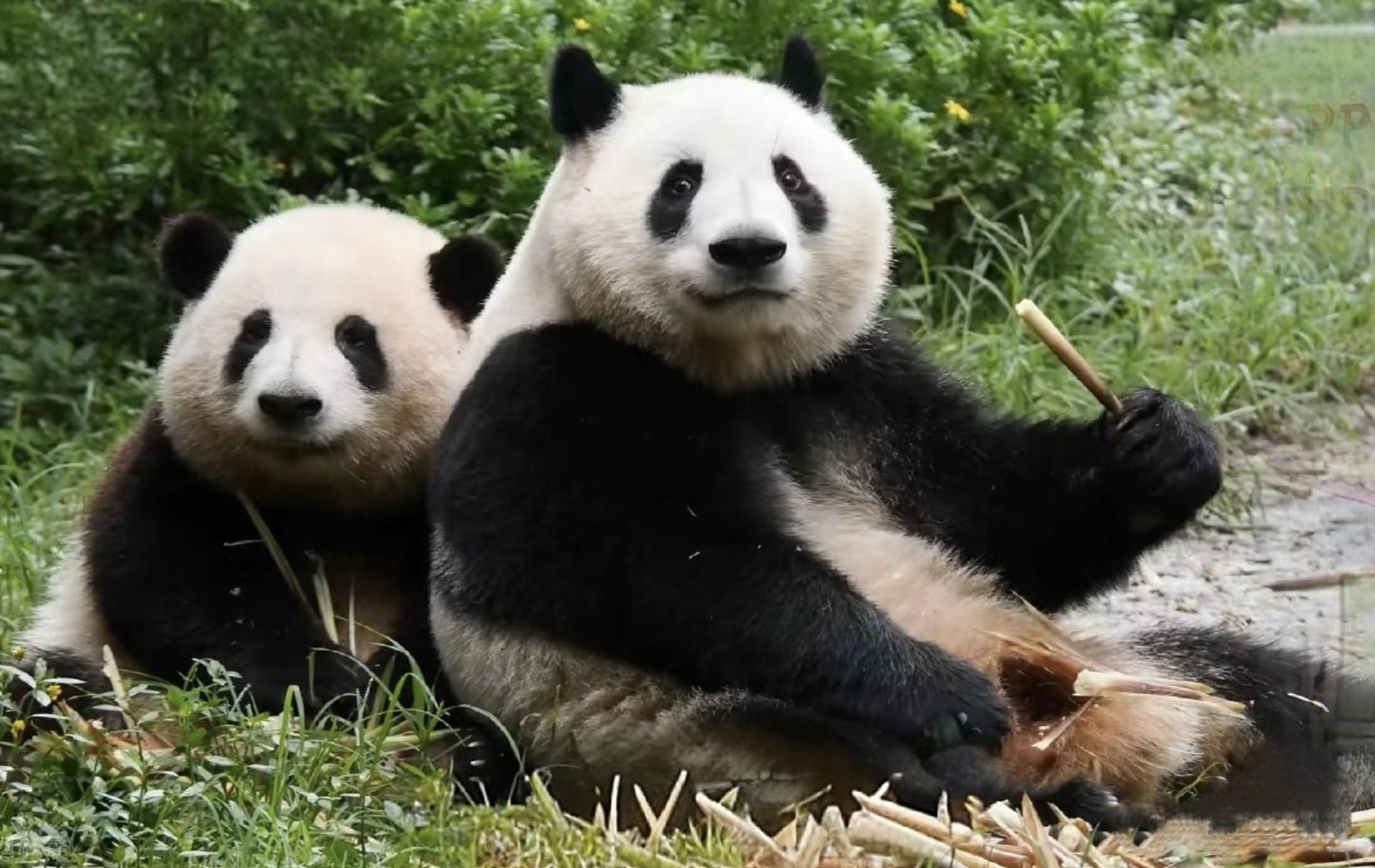 Chengdu Panda Base & Leshan Giant Buddha Day Tour with Guide - Thumbnail 7