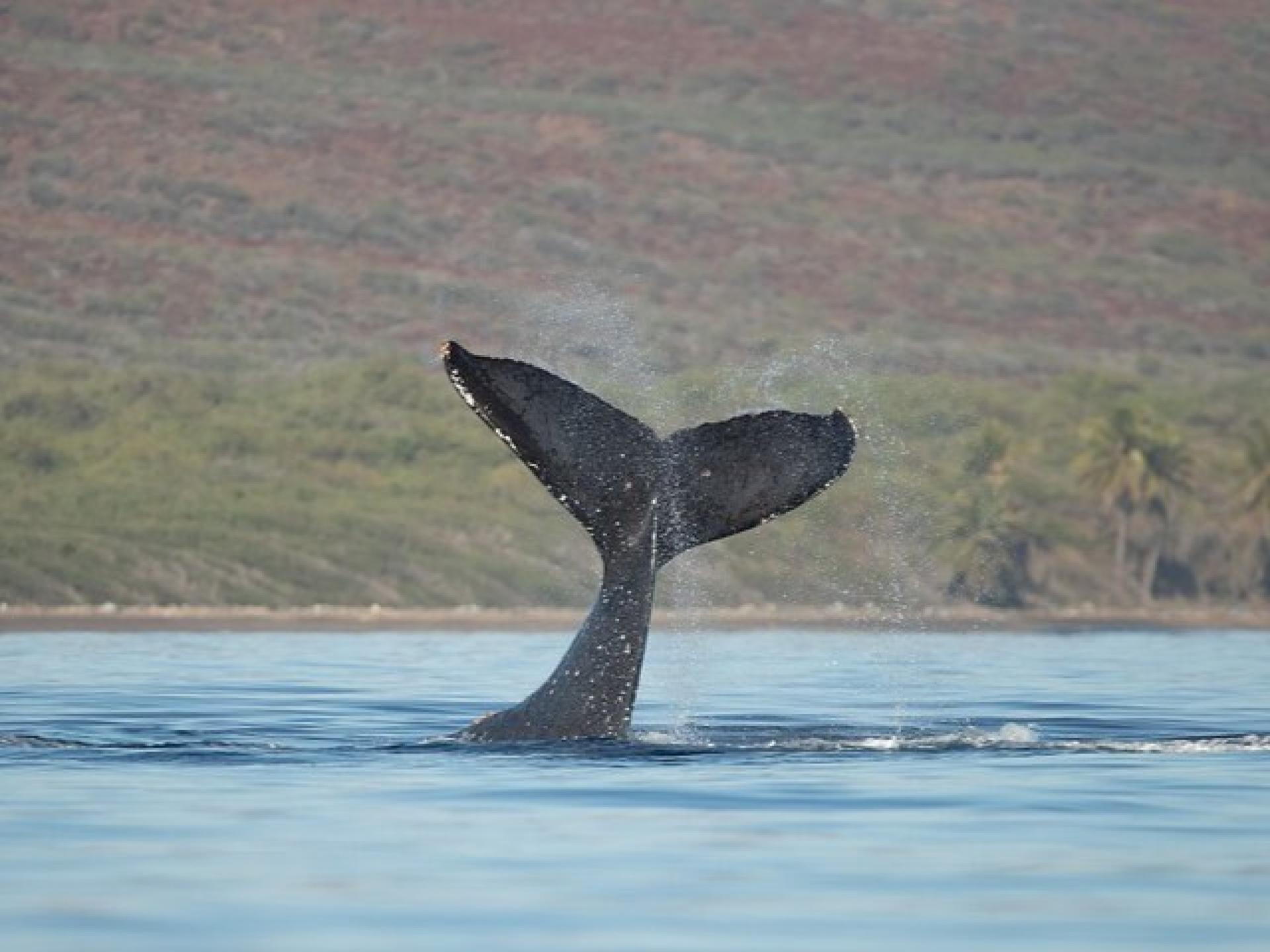 Maui: Molokini Crater and Turtle Town Snorkeling - Thumbnail 4