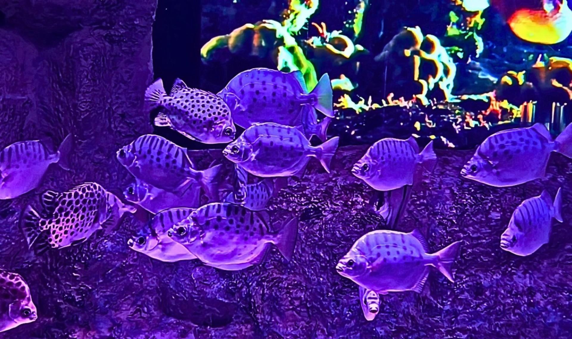 ViaSea Aquarium Ticket - Thumbnail 6