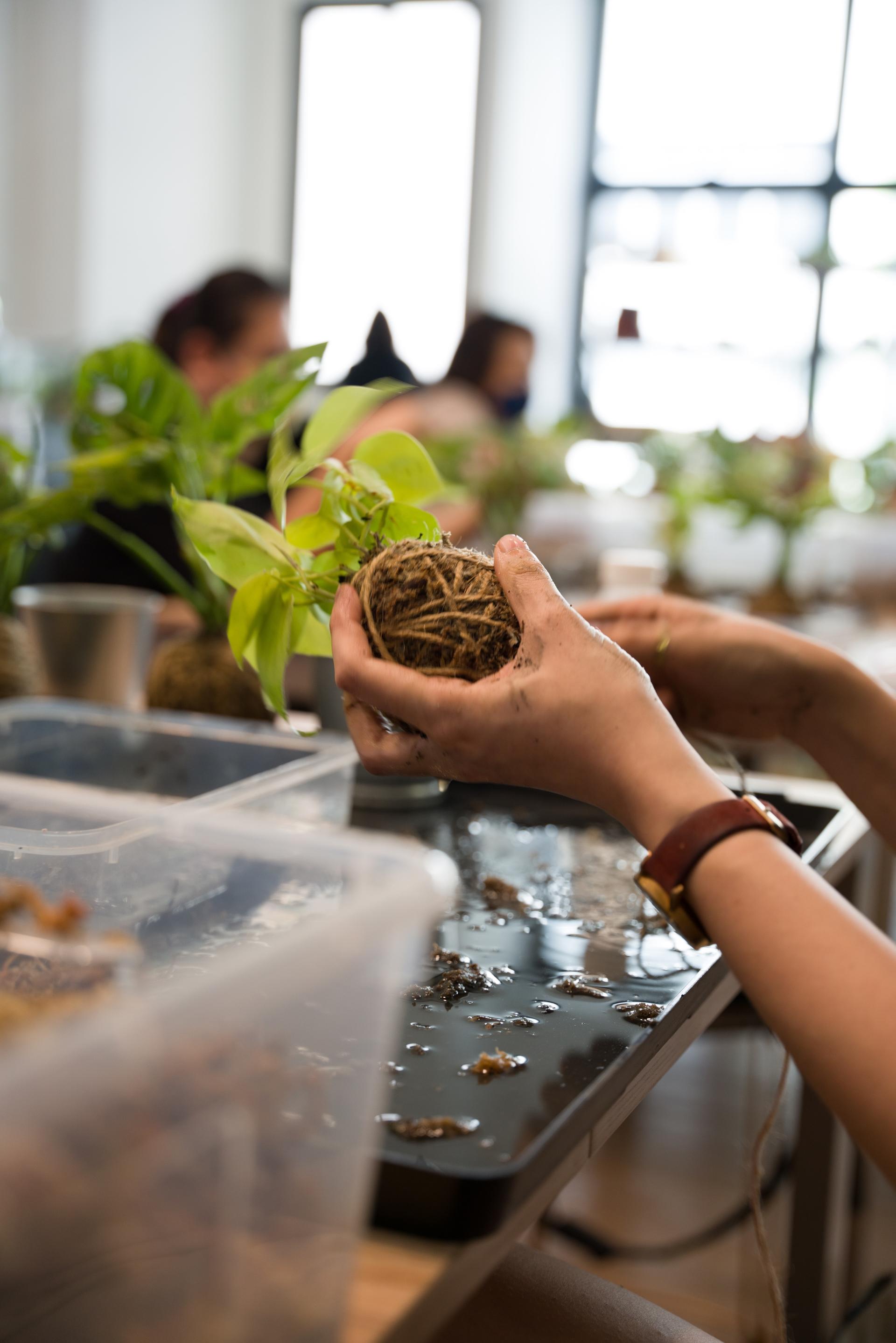 Kokedama Workshop in Yishun Singapore - Thumbnail 10