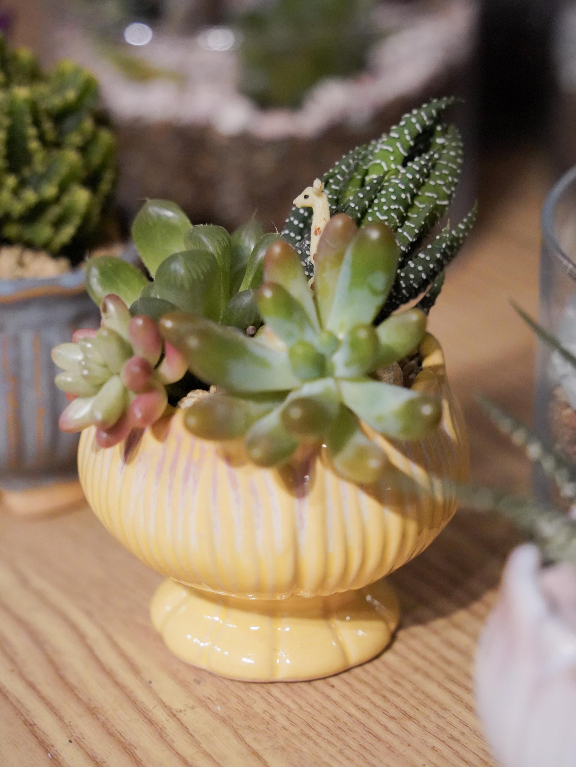 Succulent Plant Potted Plant Workshop - Image 1