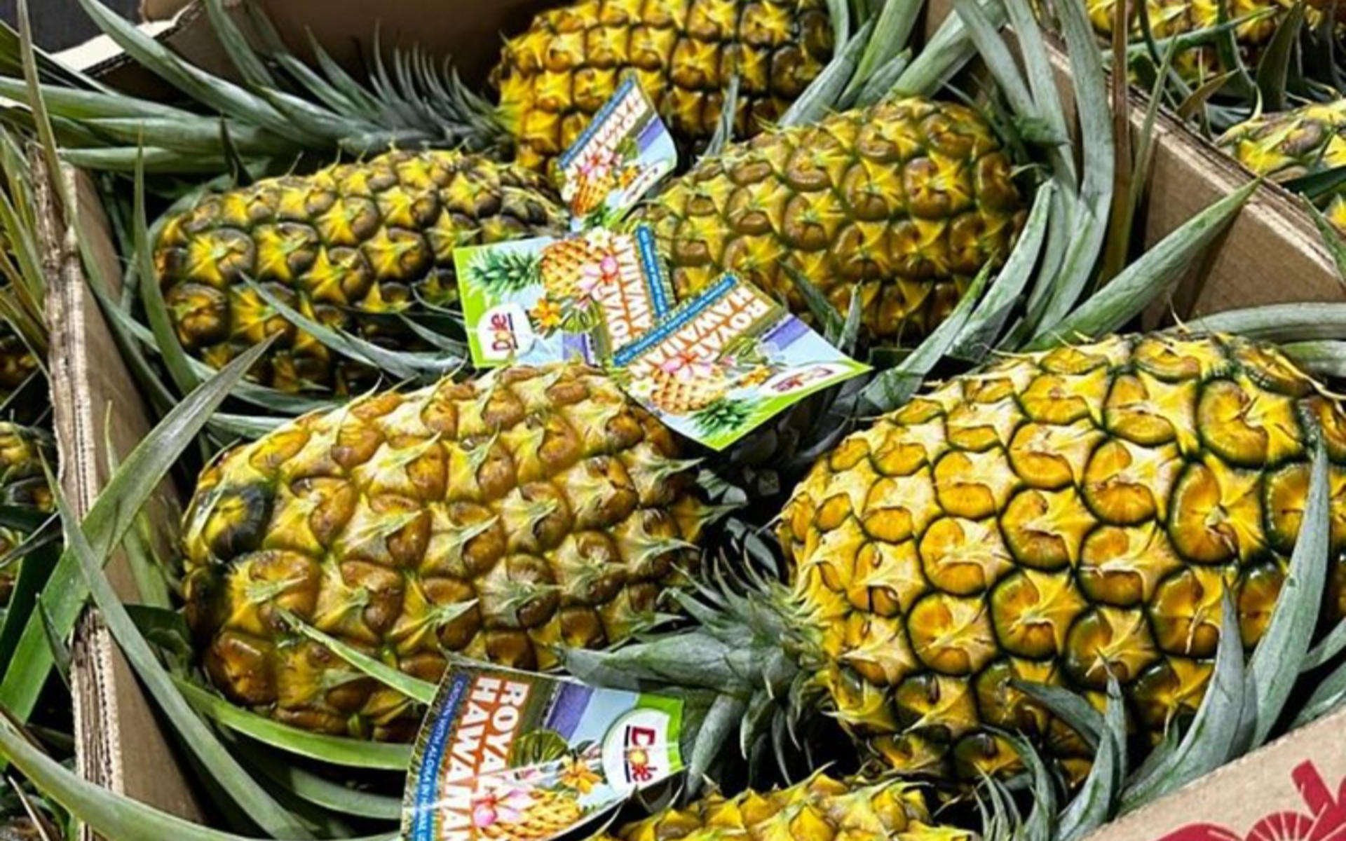 North Shore and Dole Pineapple Farm Tour - Thumbnail 4