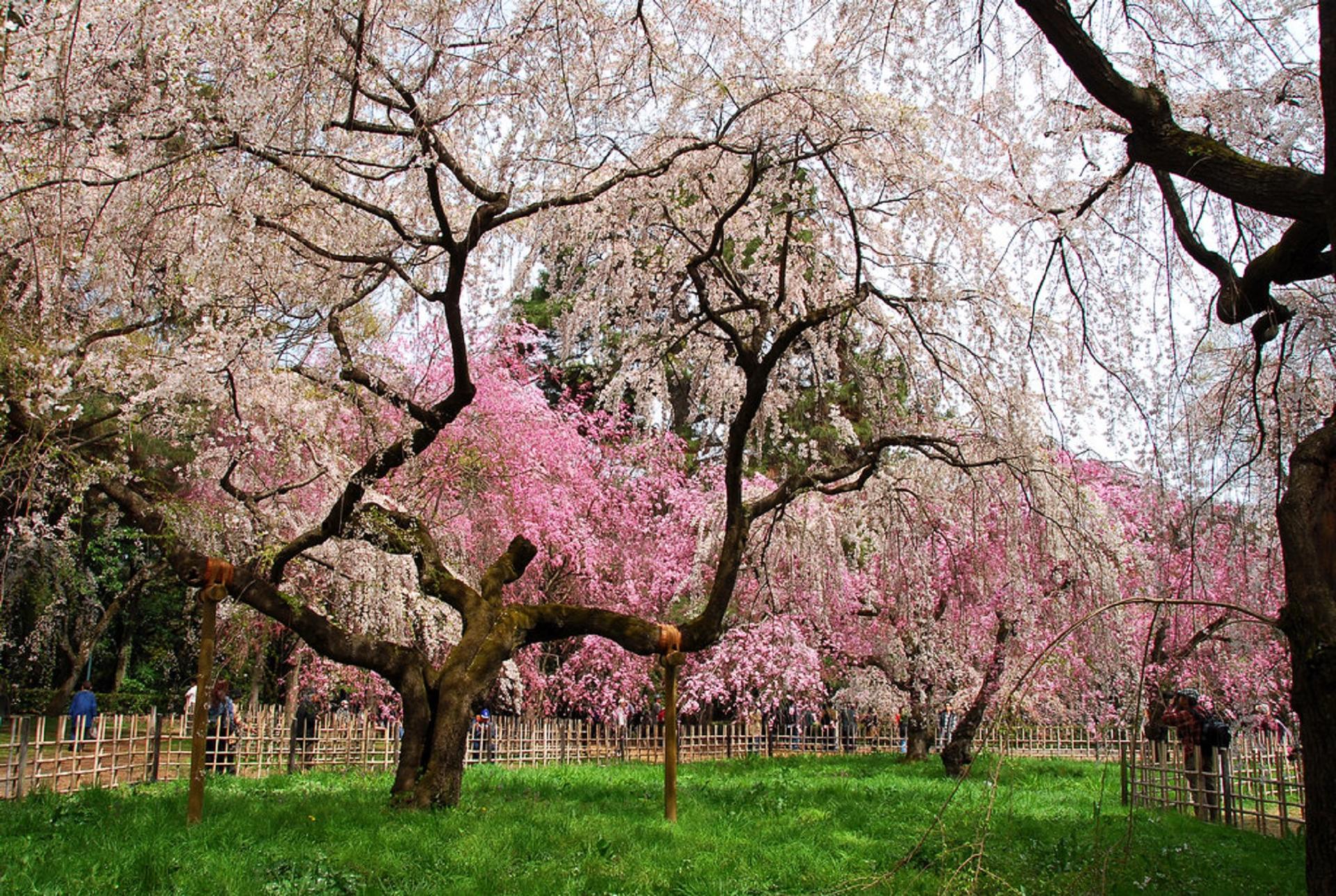 Kyoto Tea Ceremony & Imperial Garden Walking Tour - Thumbnail 3
