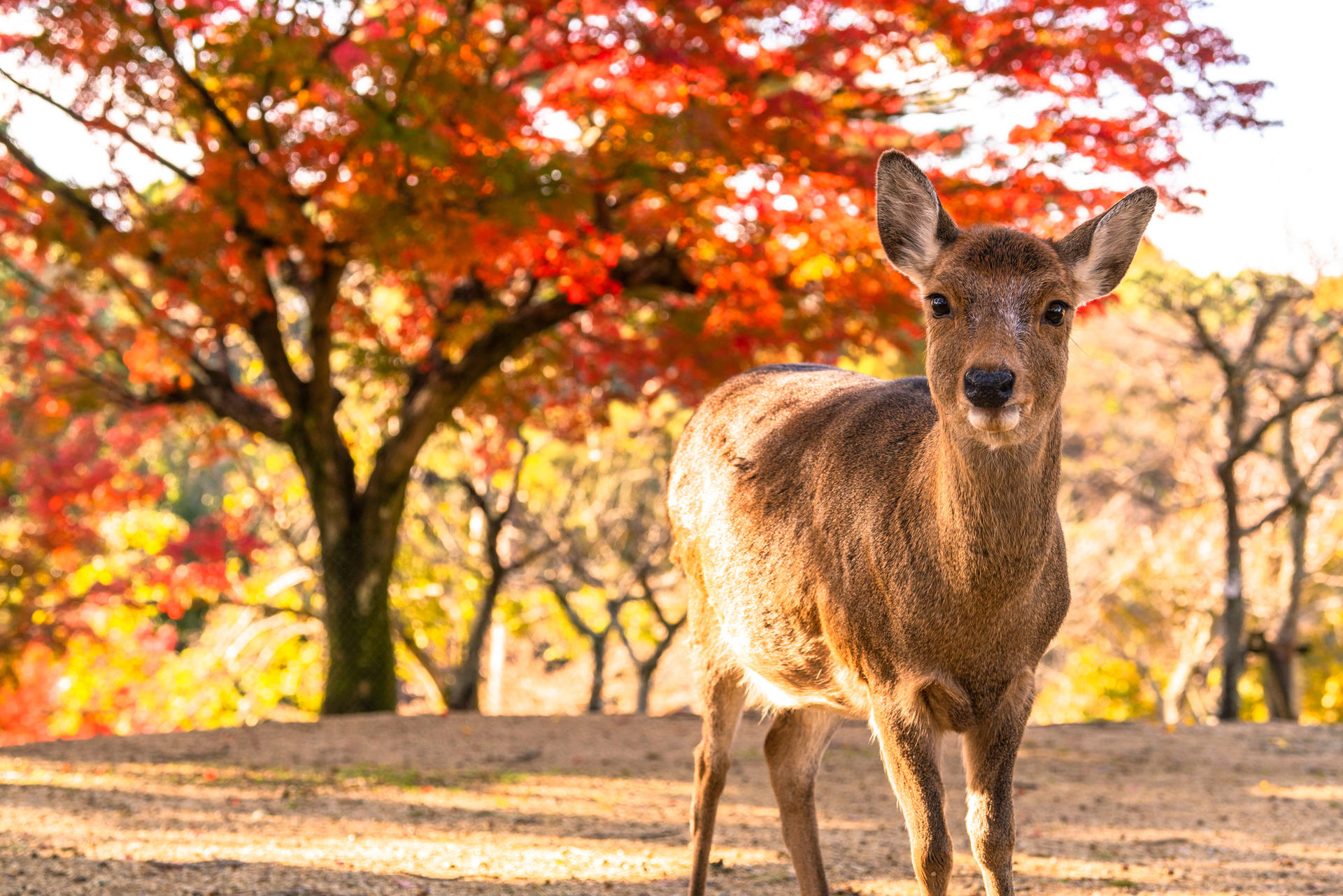 Arashiyama Bamboo Forest & Nara Park Deer & Fushimi Inari Shrine Torii Gate Day Tour (Departing from Osaka/Kyoto) - Thumbnail 3