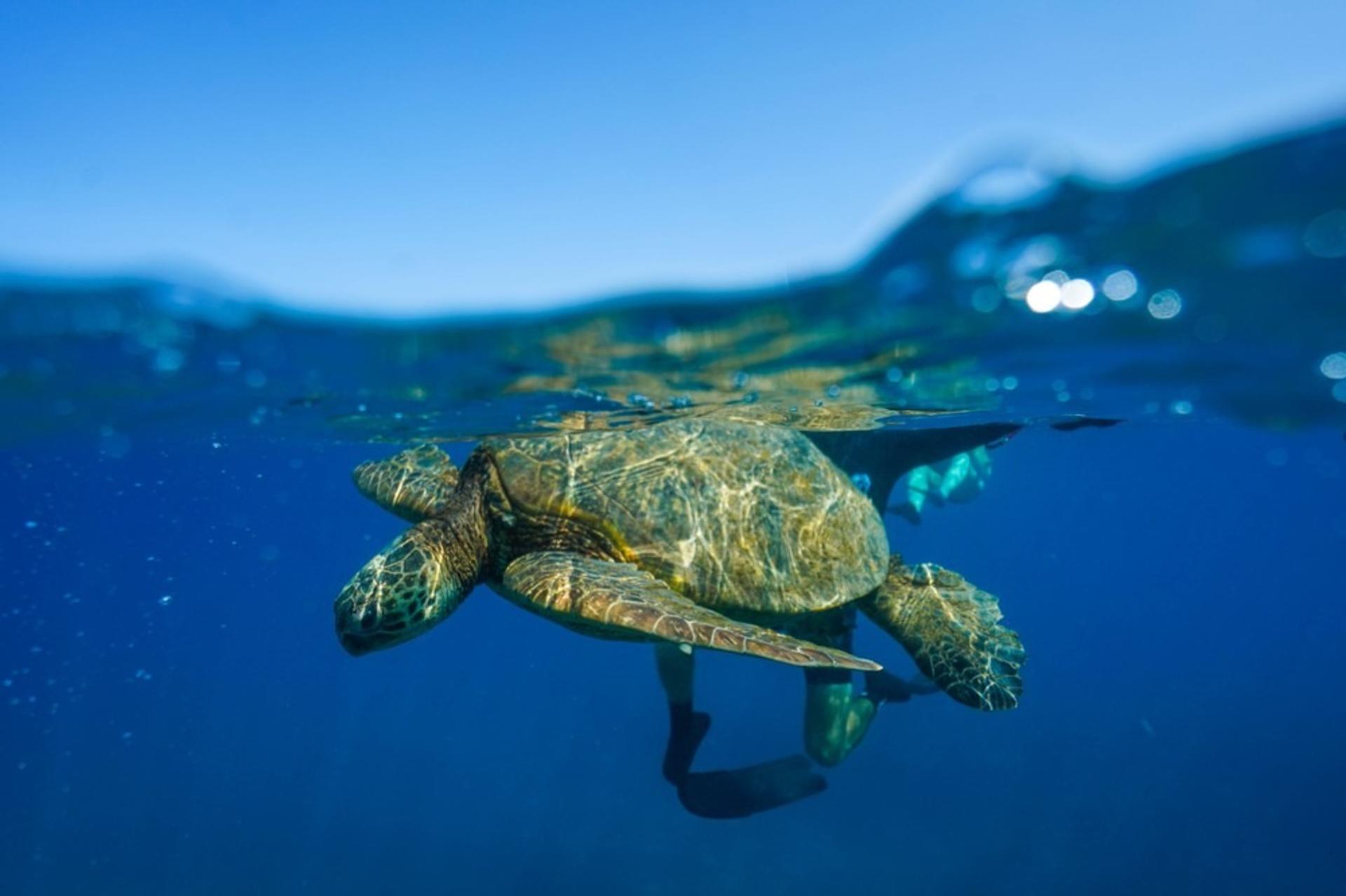 Kona Afternoon Snorkel and Dolphin Watching Cruise - Thumbnail 4