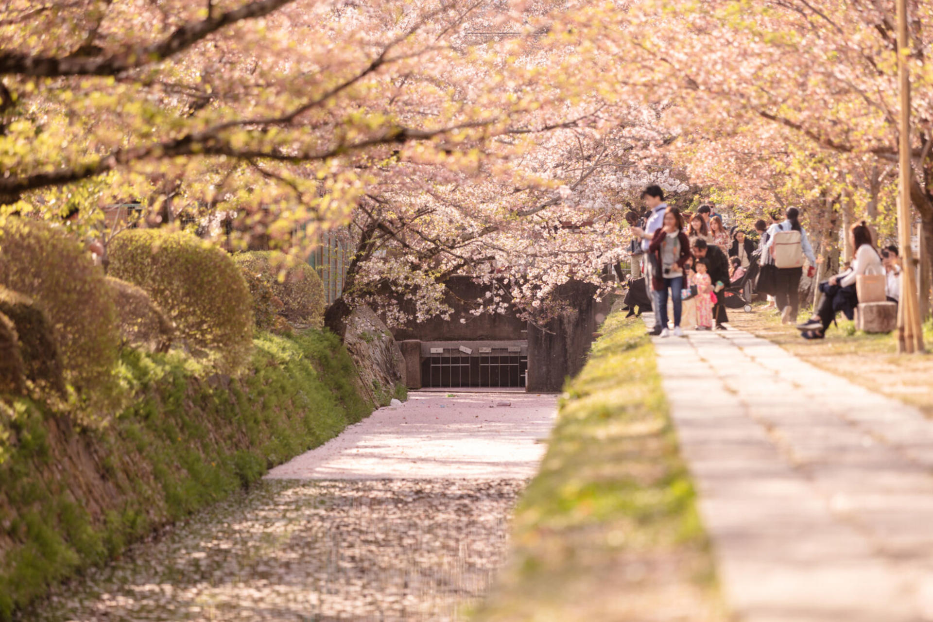 Bamboo Artistry & Zen Serenity Tranquility with Ginkaku-ji in Kyoto - Thumbnail 7