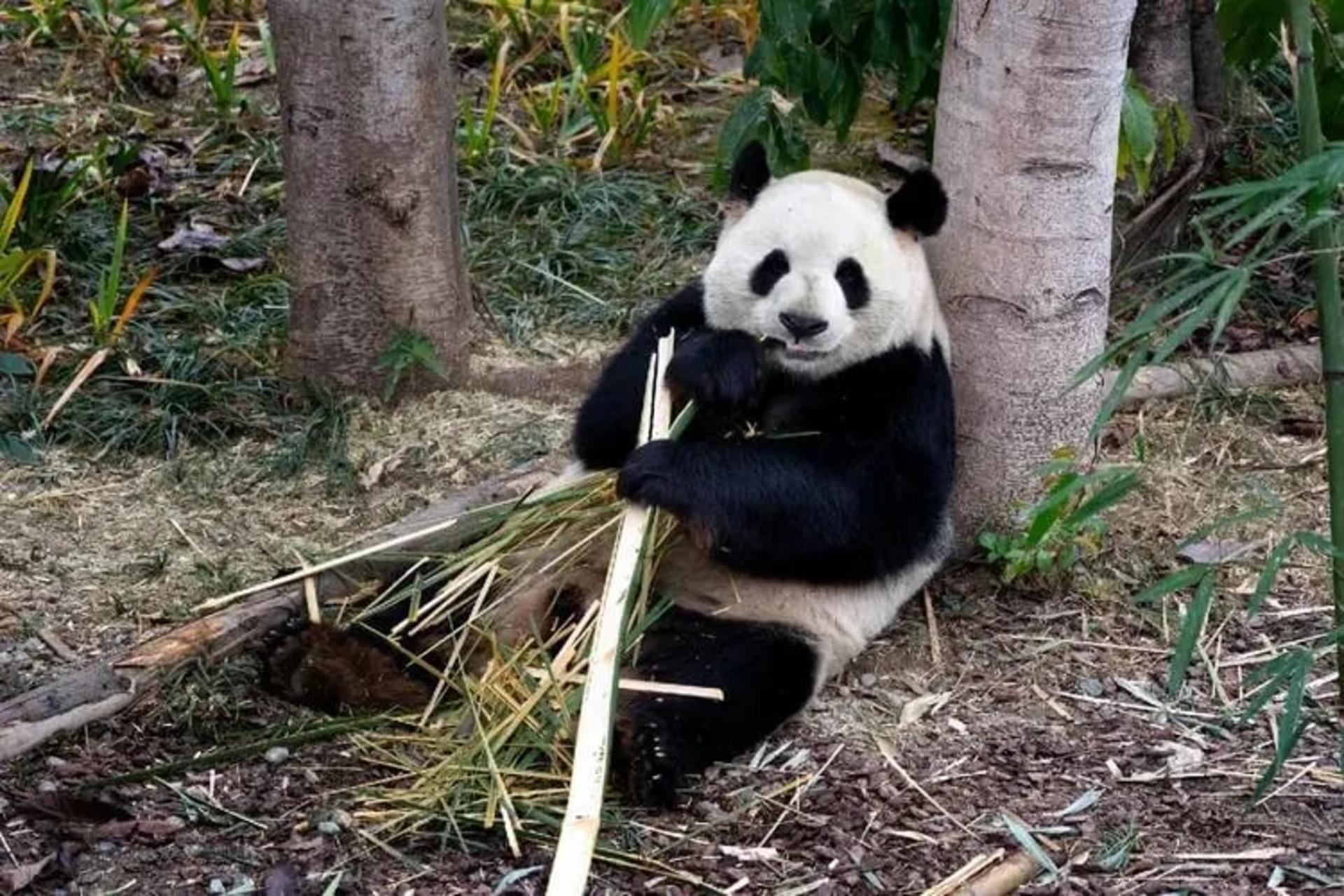 Chengdu Panda Base + Private Day Tour with Optional Attractions - Image 1