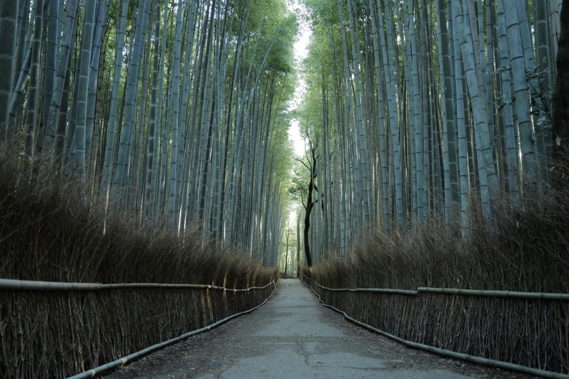 Kyoto Early Morning Tour – Fushimi Inari, Arashiyama & Golden Temple - Thumbnail 2