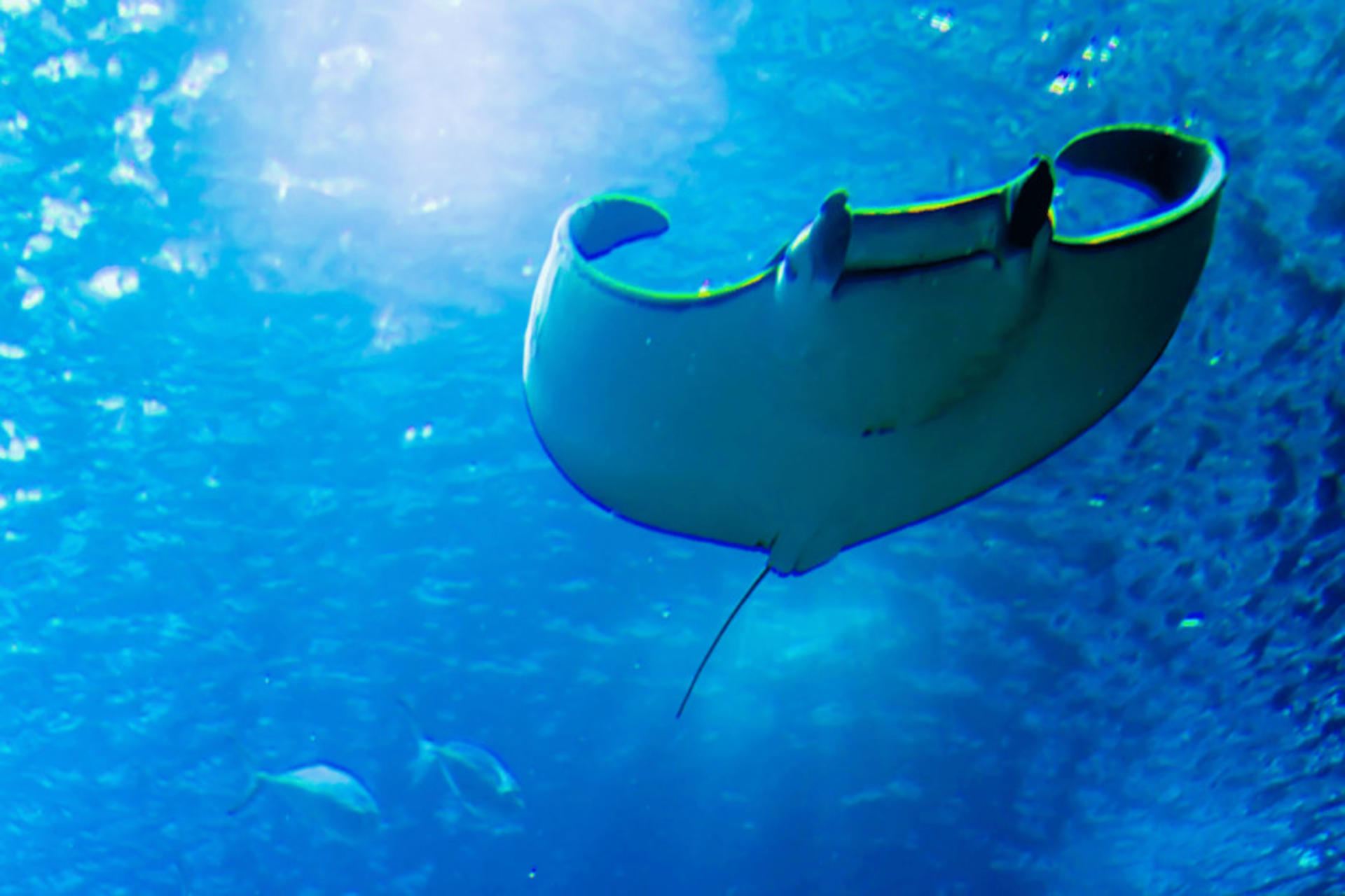 Manta Ray Night Snorkel Experience on Big Island - Thumbnail 3