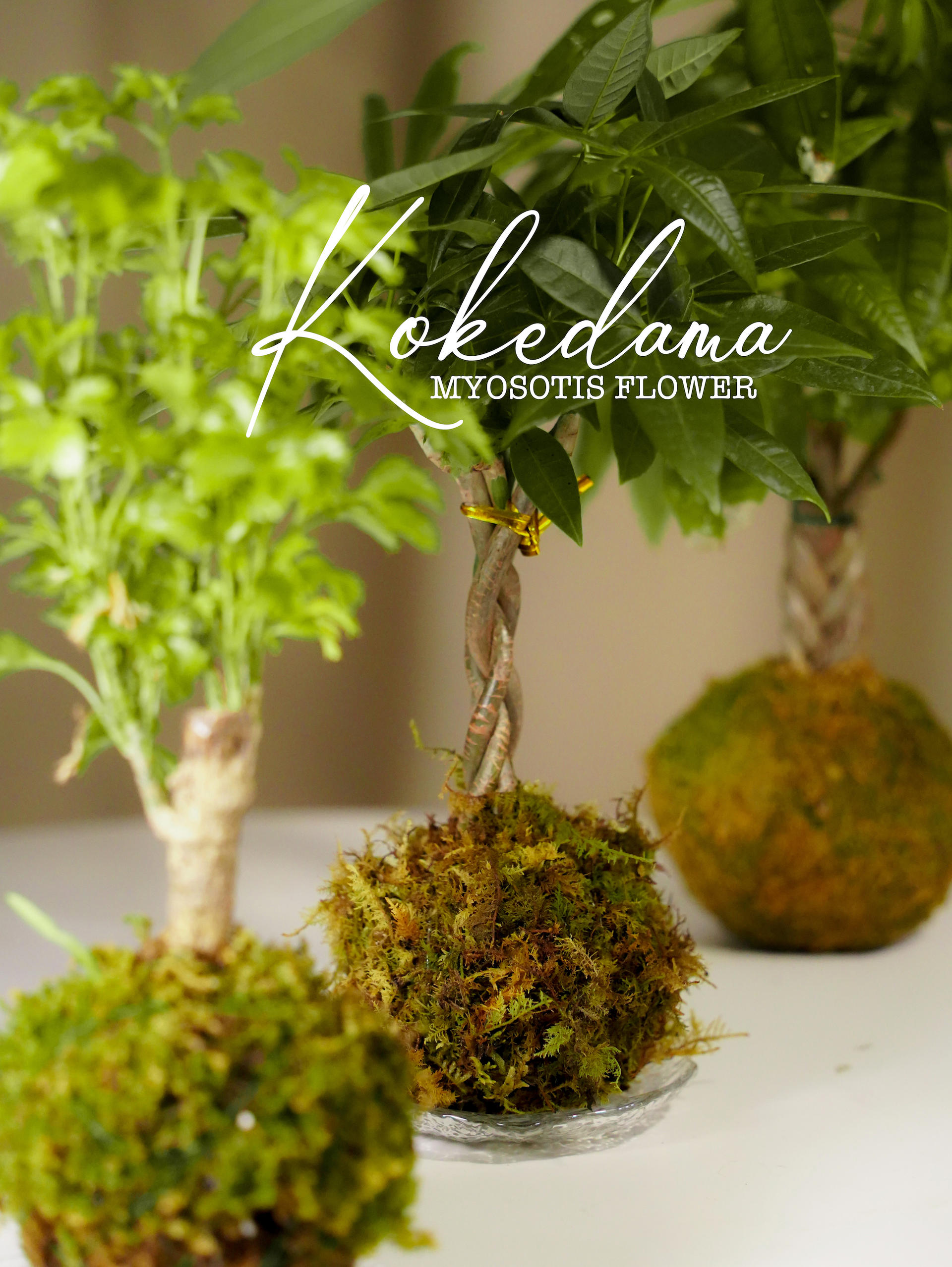 Kokedama Workshop - Image 1