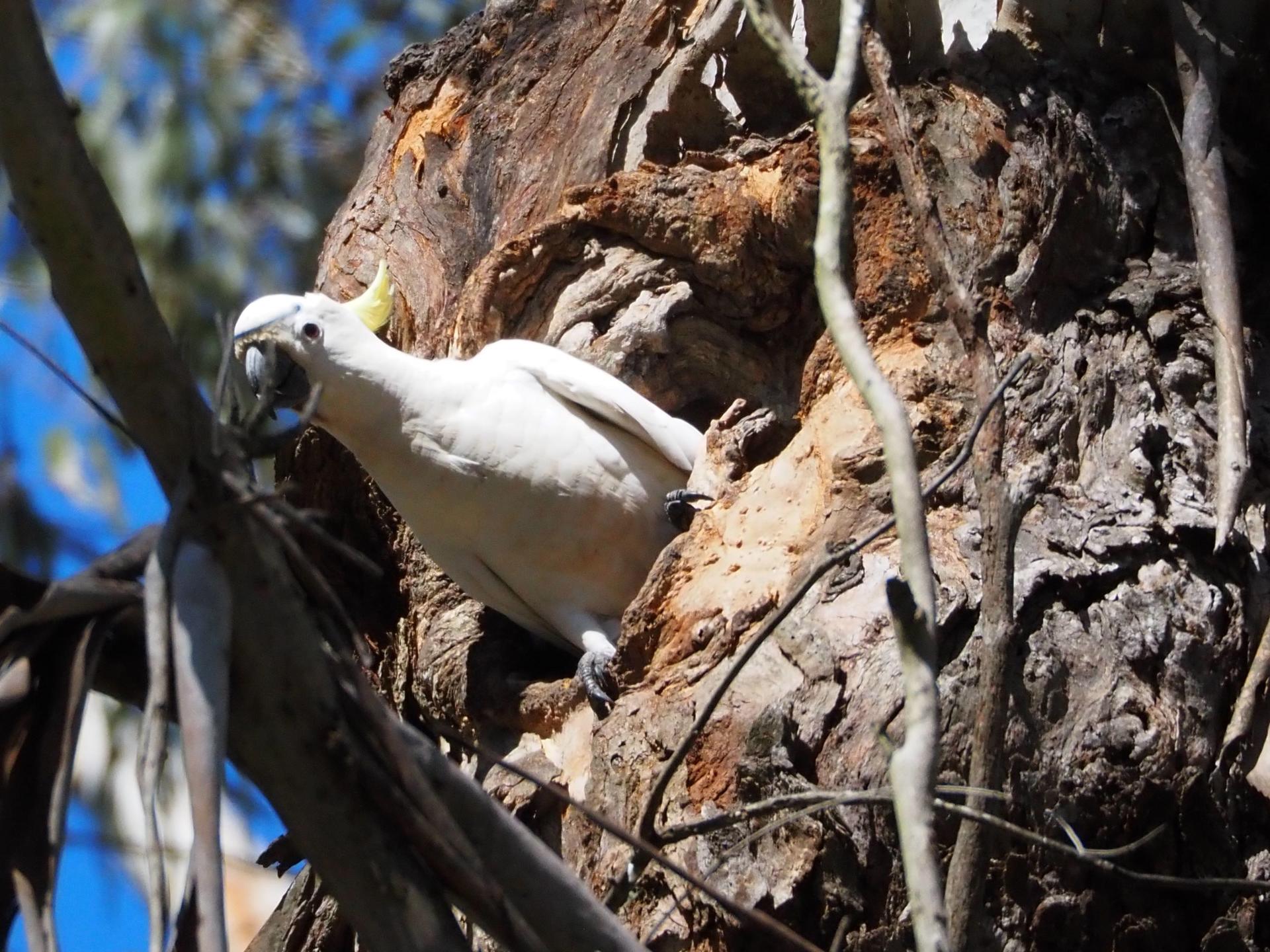 Sydney Wildlife Safari from Sydney - Thumbnail 22