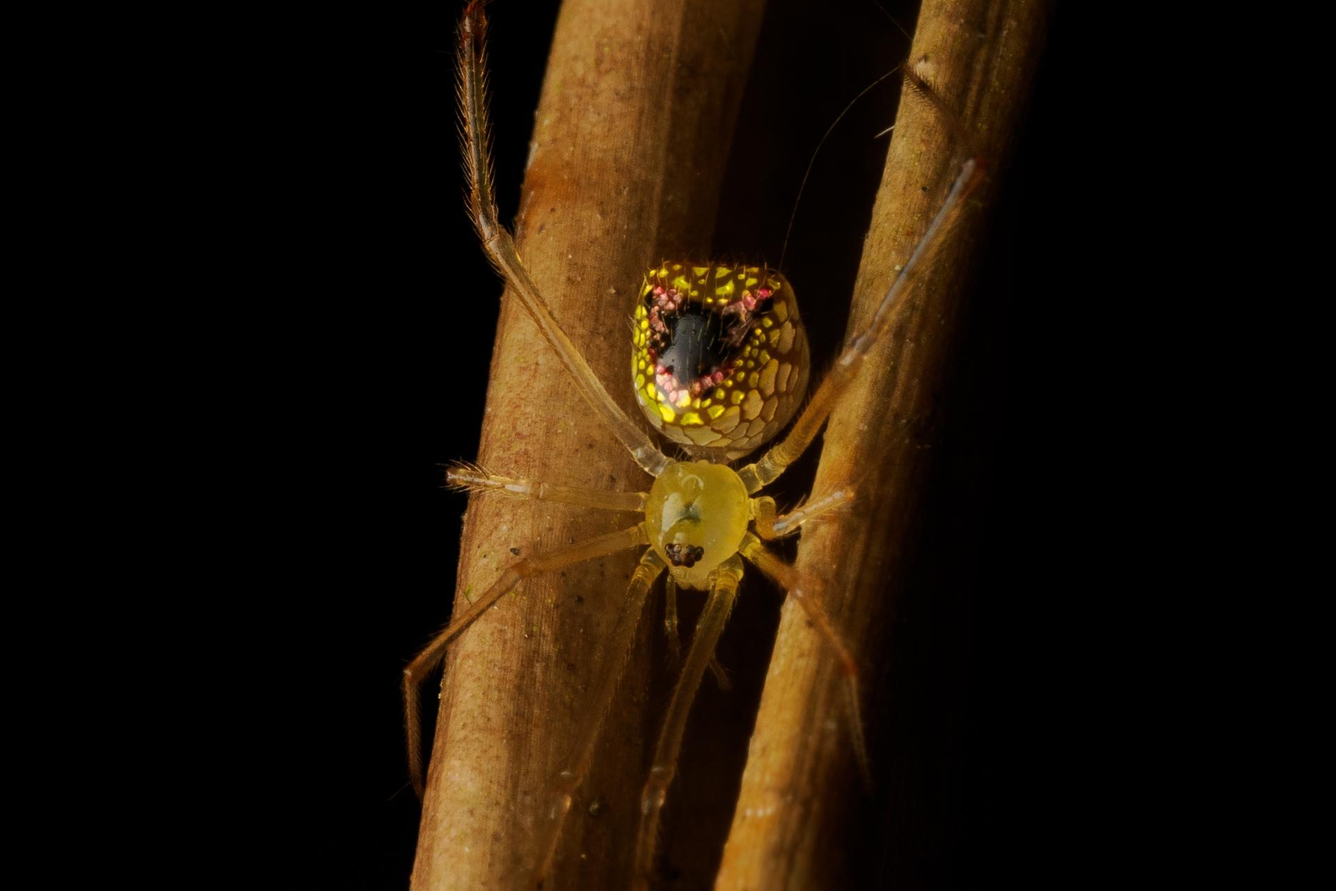 Night Walk Photography Tour at the Cairns Botanic Gardens  - Thumbnail 12