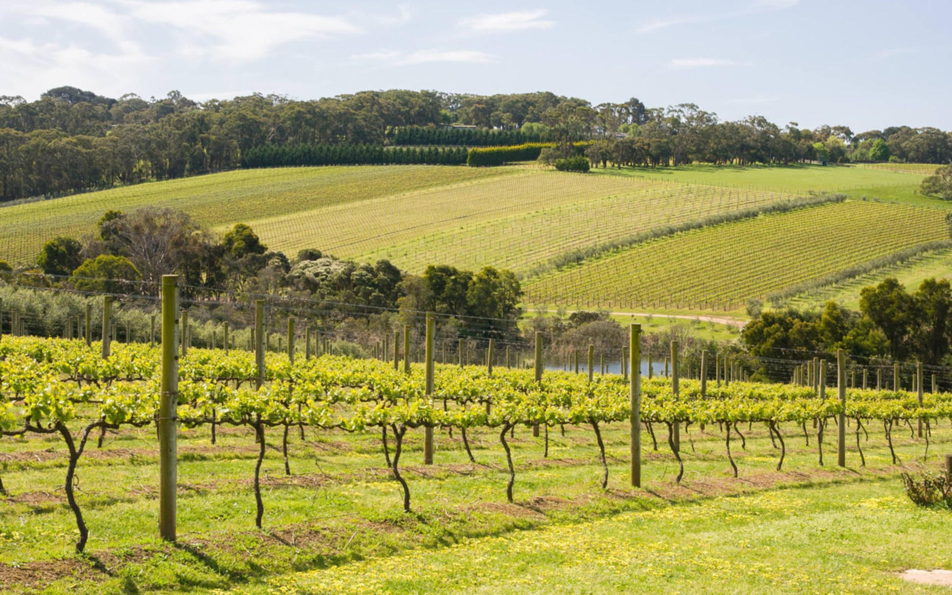 Melbourne Mornington Peninsula Full-Day Private Tour with Wine Tasting - Thumbnail 6