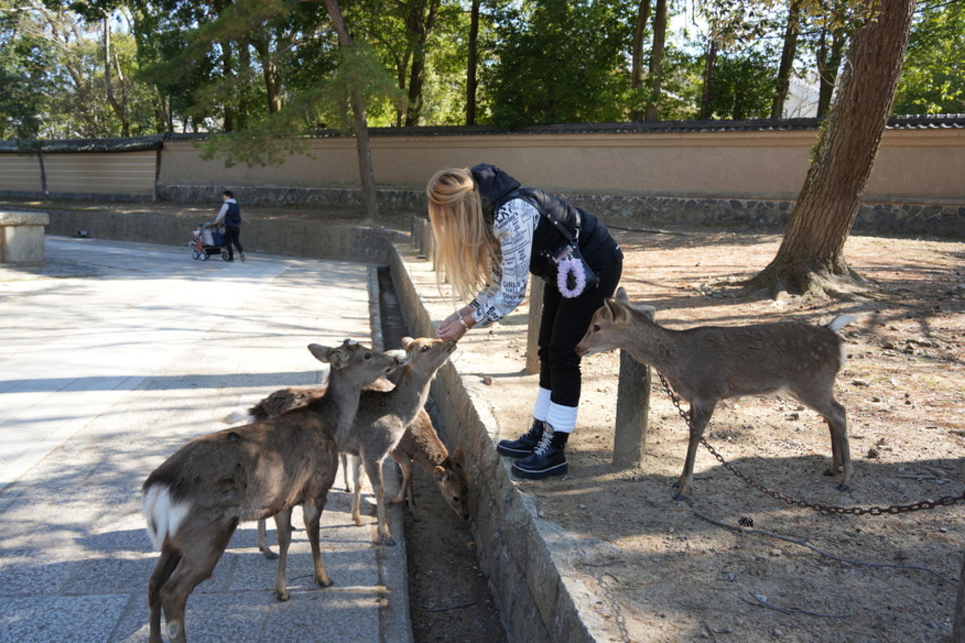 Discover Himeji, Kobe and Nara from Osaka - Thumbnail 10