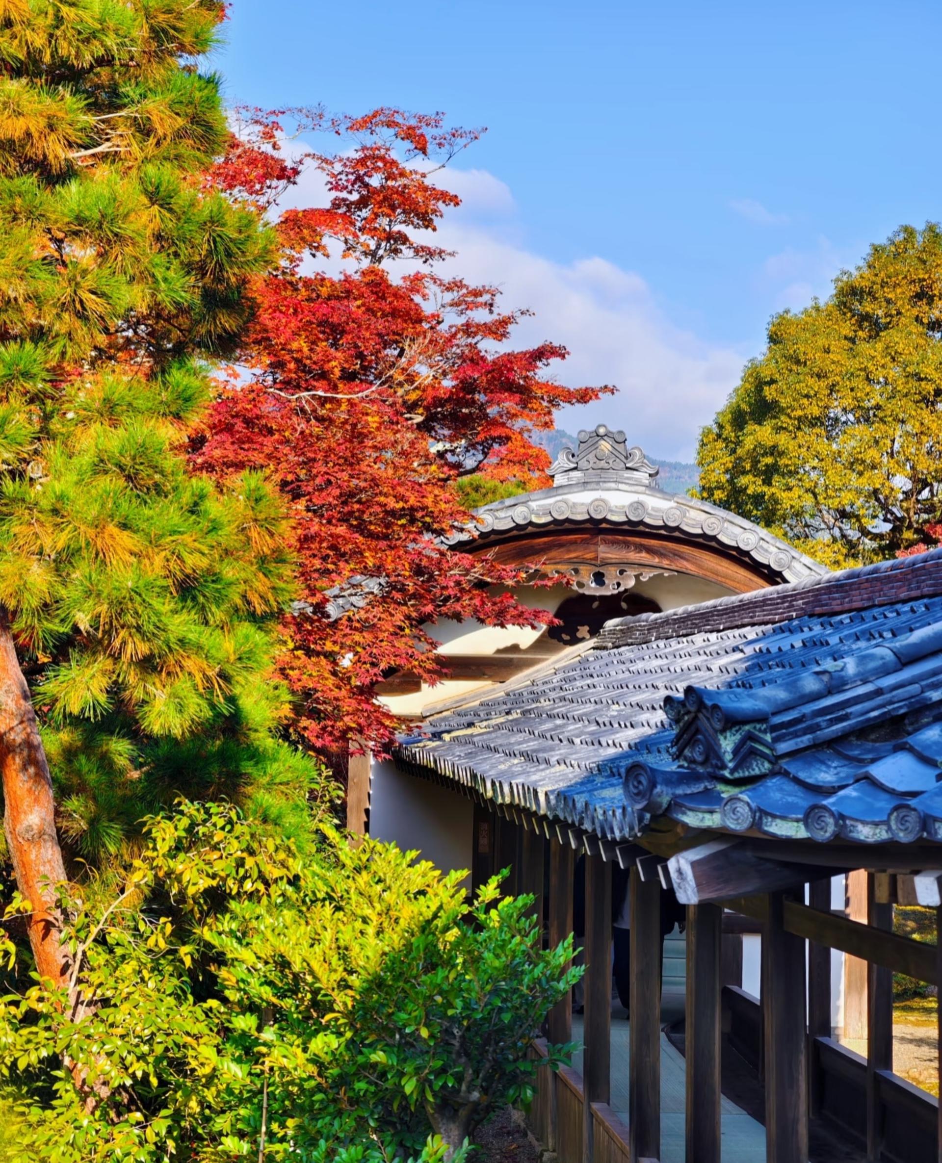 Kyoto one-day private tour (1~4 people) - Thumbnail 12