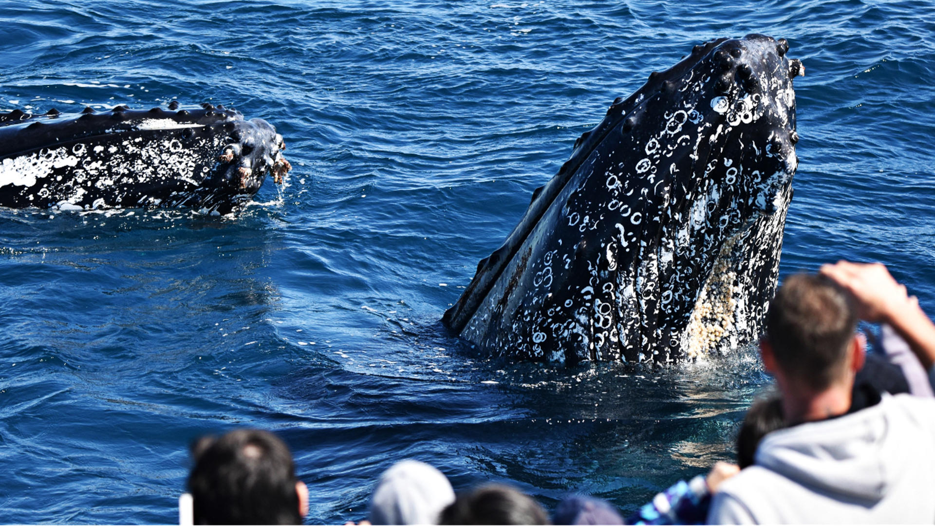 Whale Watching Experience from Perth - Thumbnail 5