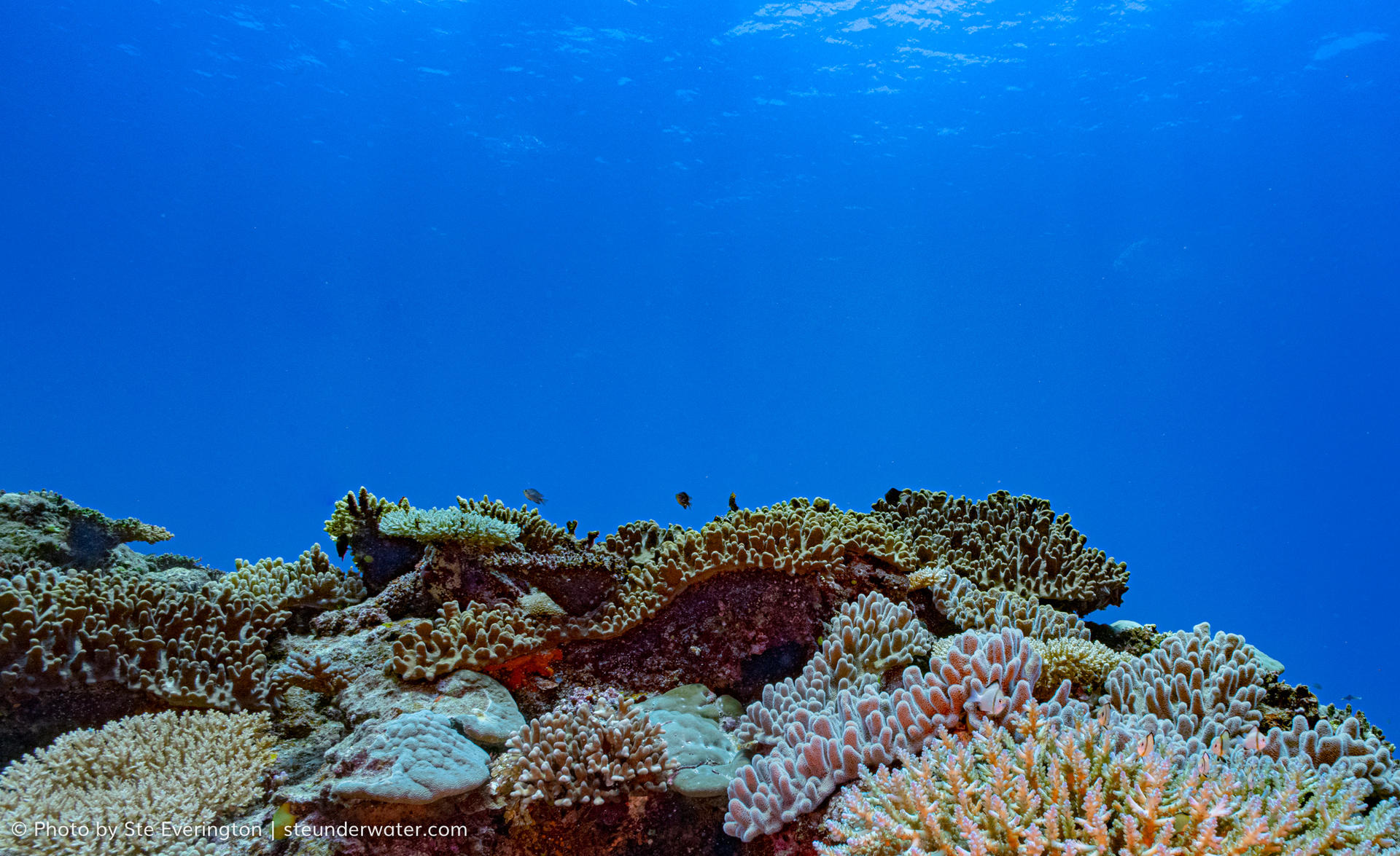 Fiji Shark Dive Extravaganza: Explore 'The Supermarket' Vibrant Reef - Thumbnail 9