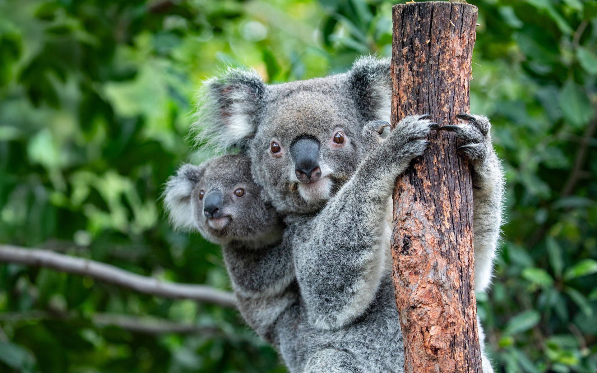 Sydney Zoo Ticket - Thumbnail 8