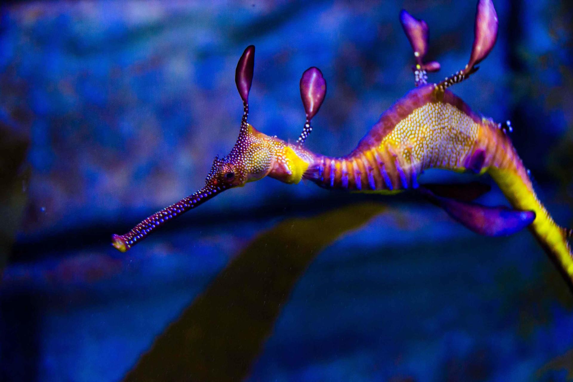 SEA LIFE Melbourne Aquarium Ticket - Thumbnail 17
