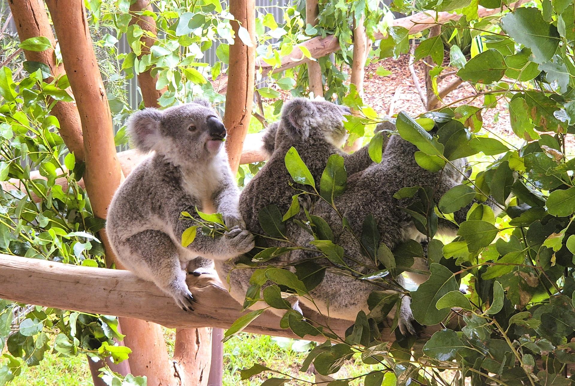 Splendors of Nature on a Blue Mountains Adventure Small Group Tour - Thumbnail 3