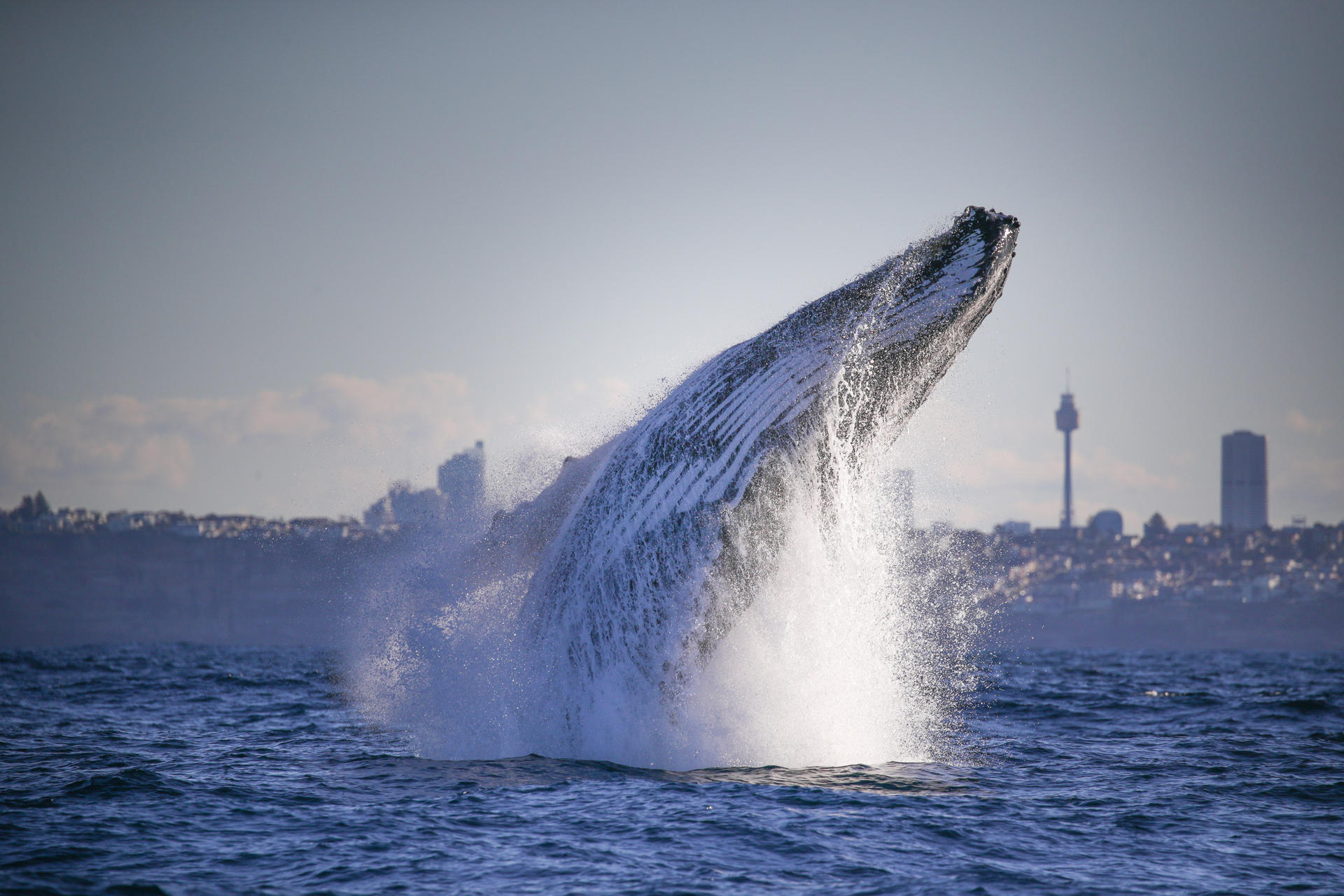 2-Hour Whale Watching Sydney Harbour Cruise - Thumbnail 4