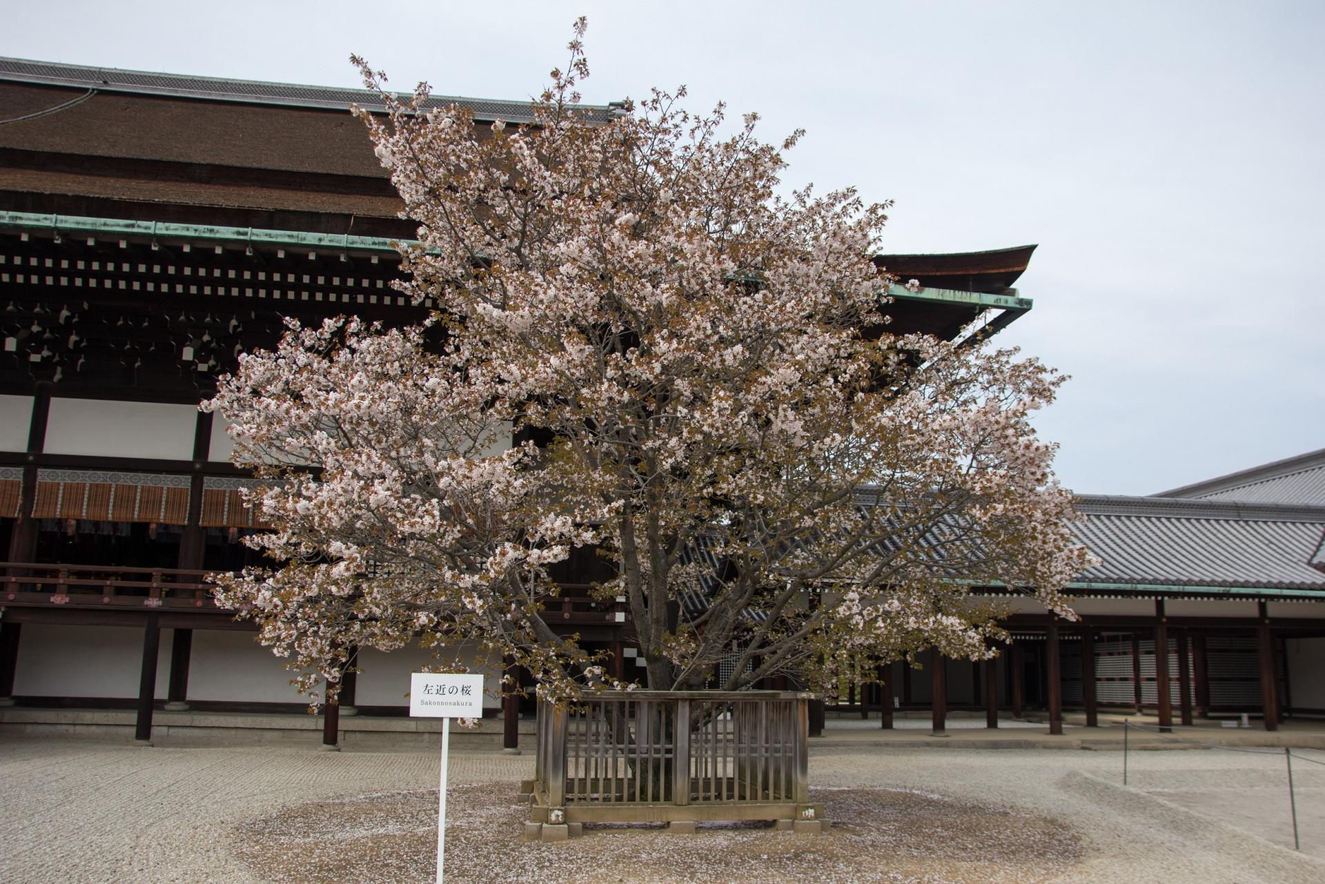 Kyoto Imperial Palace & Nijo Castle Small Group Guided Walking Tour  - Thumbnail 17