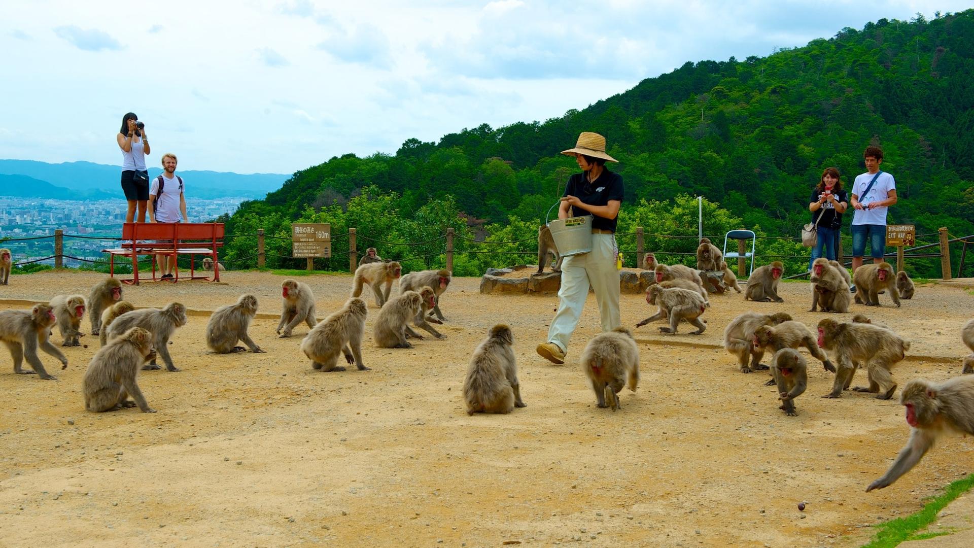 Half-day private tour of Arashiyama Monkey Park and Arashiyama's famous spots - Thumbnail 2