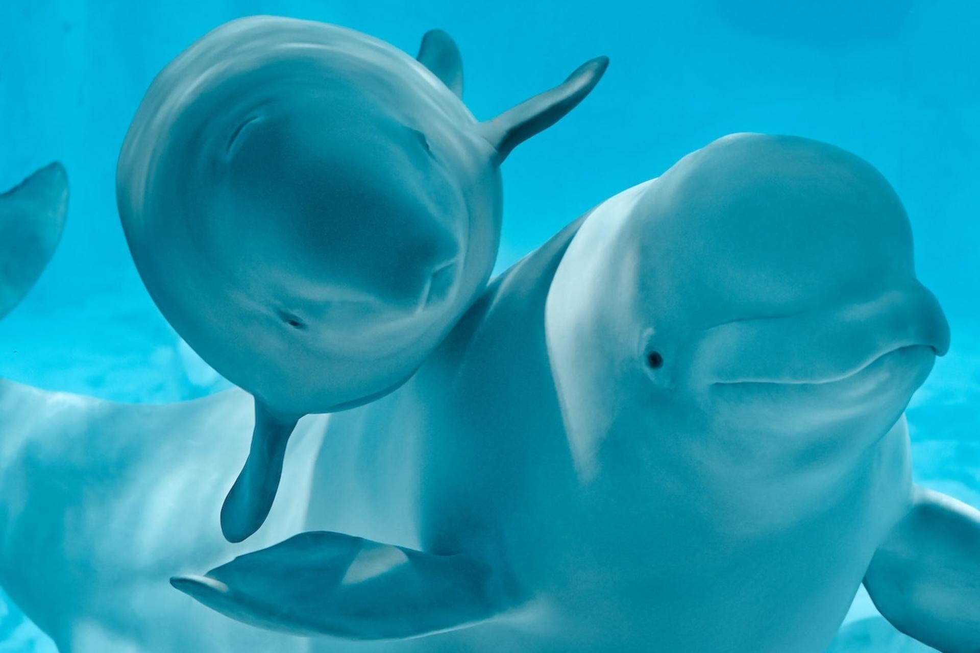 Oceanografic Aquarium Admission in Valencia - Thumbnail 4