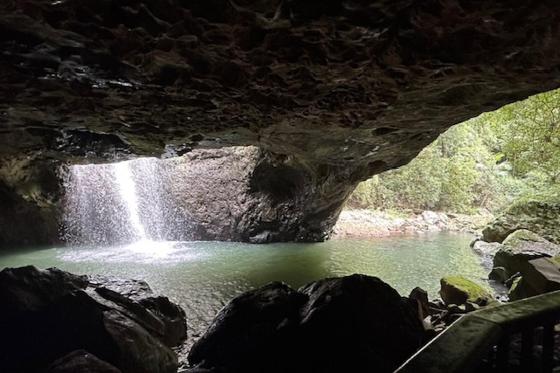 Natural Bridge Springbrook National Park Glow Worm Night Tour - Thumbnail 10