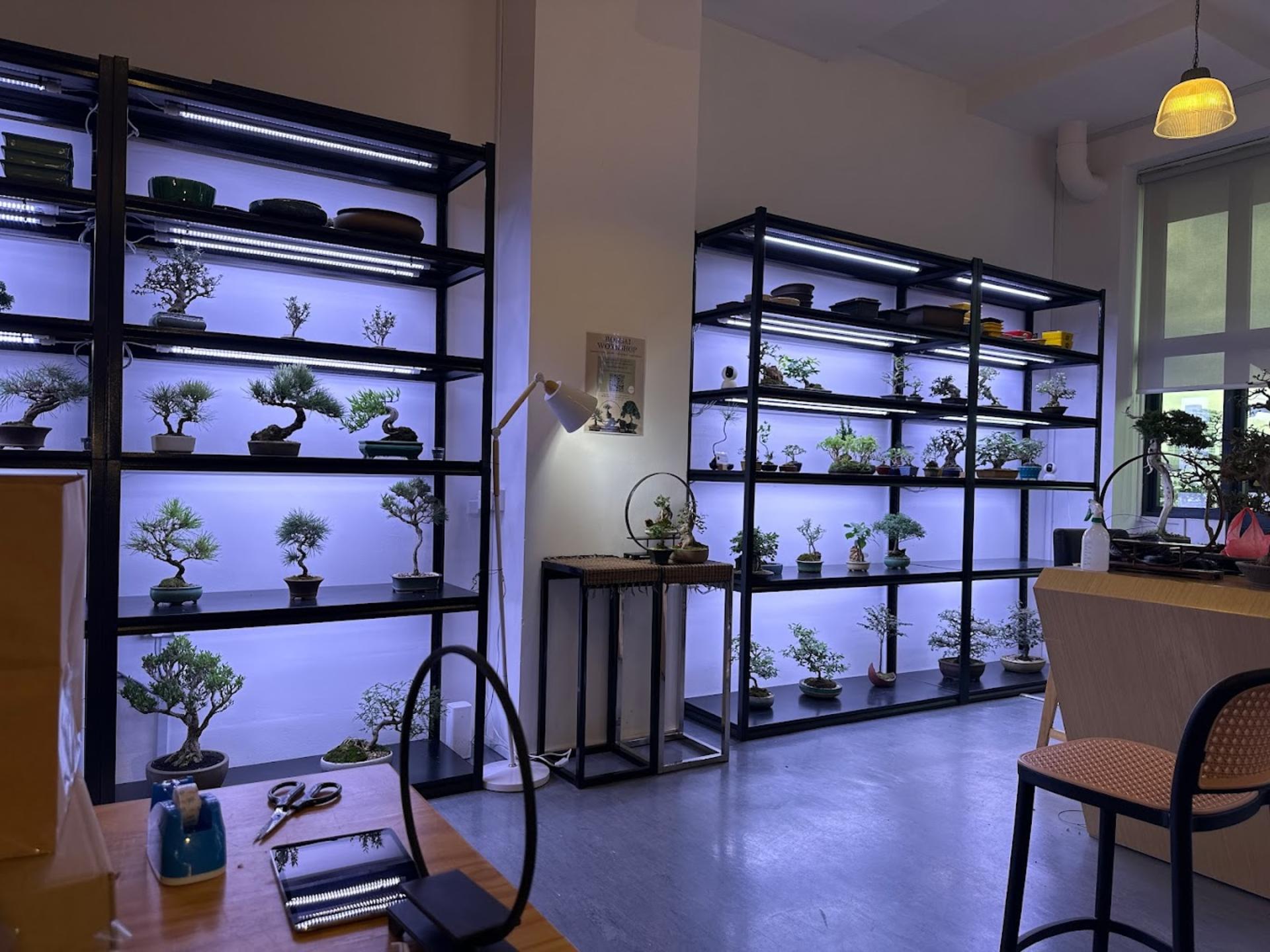 Bonsai Workshop - Thumbnail 4