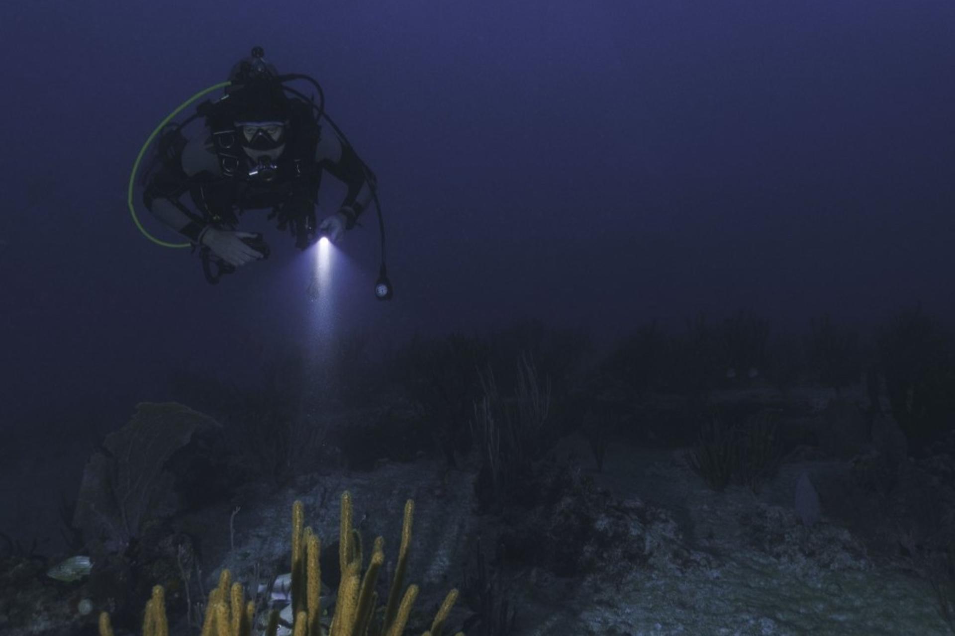 Night Dive Experience in Oahu - Thumbnail 6