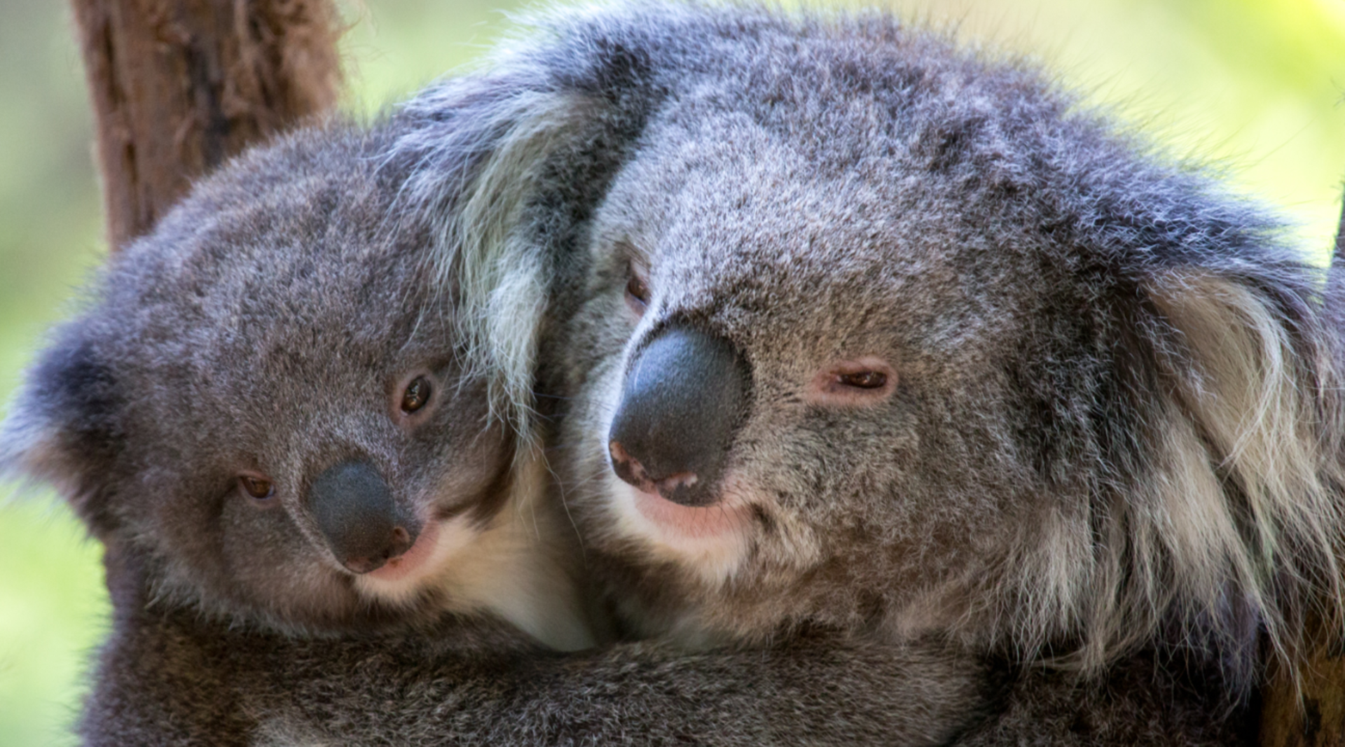Healesville Sanctuary Ticket - Thumbnail 5